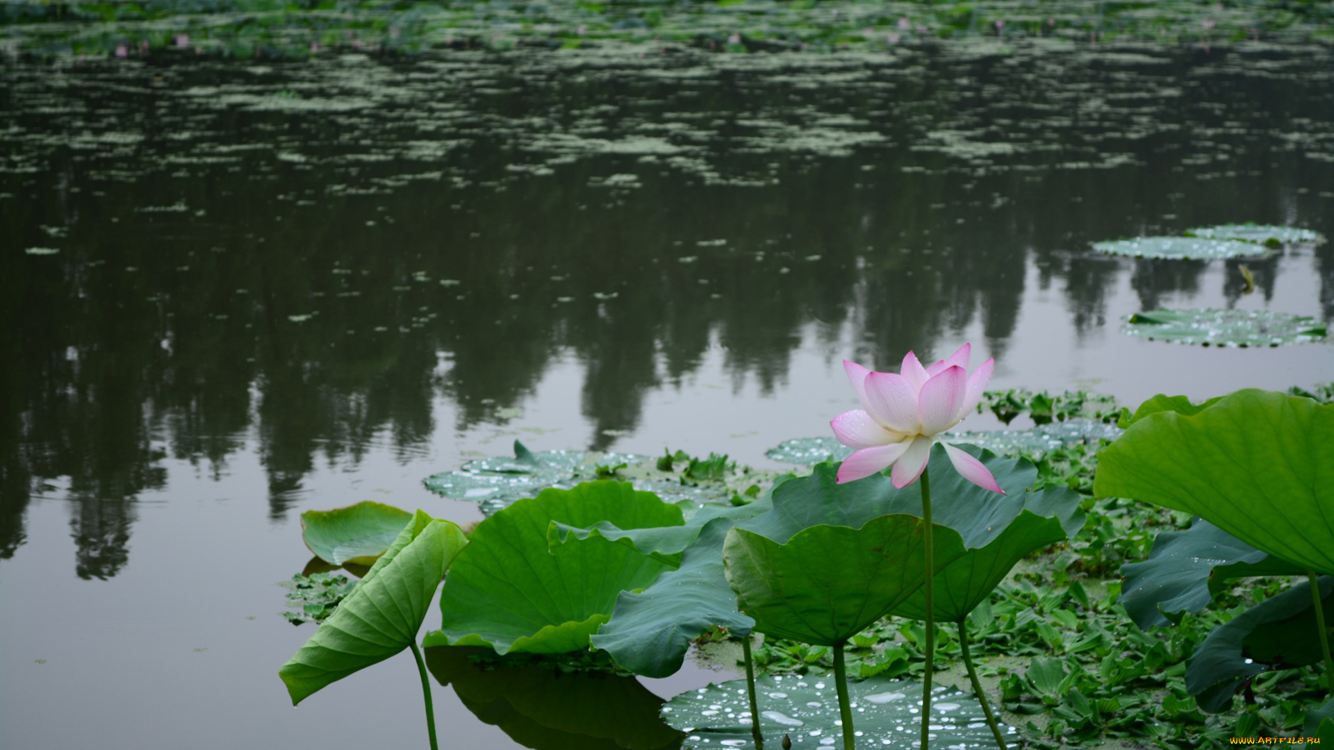 цветы, лотосы, водоем, лепестки