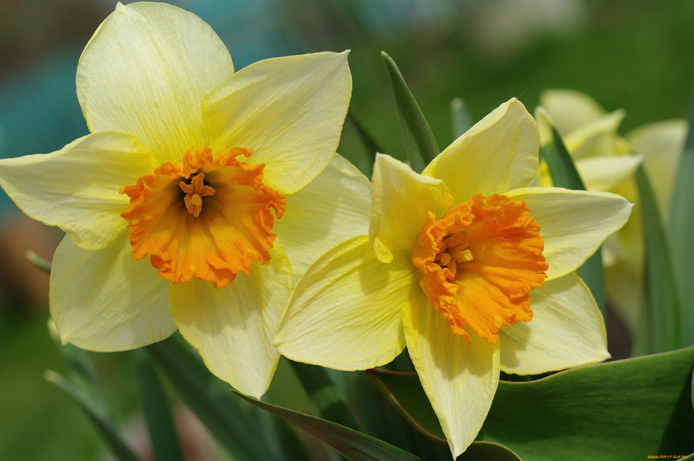 цветы, нарциссы, макро, нарцисс, весна