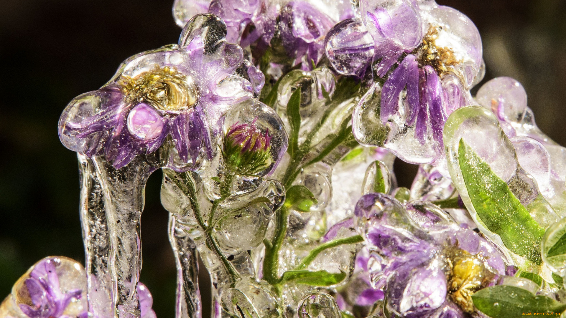 цветы, лёд, макро, обледенение