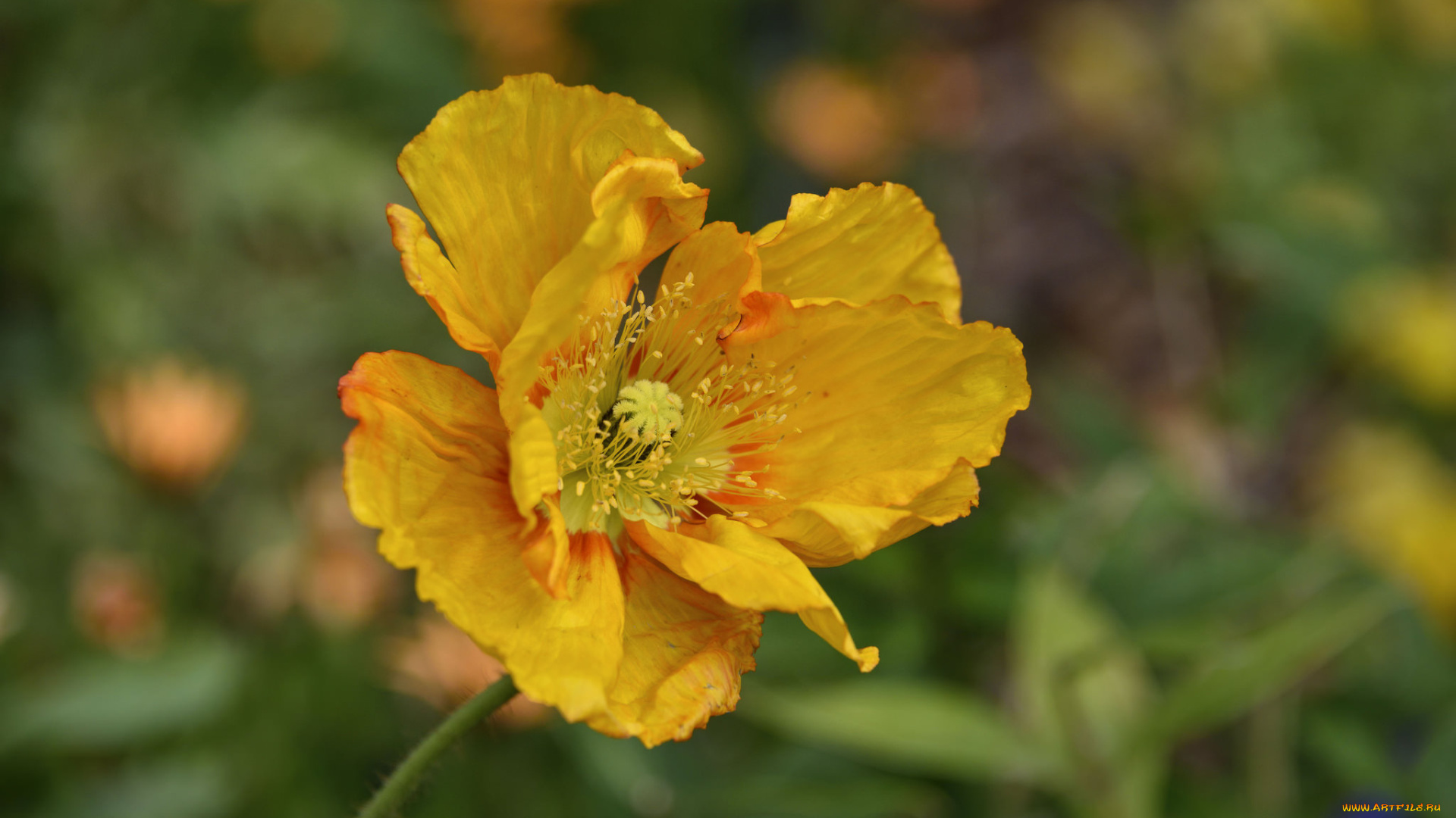 цветы, маки, мак, фон