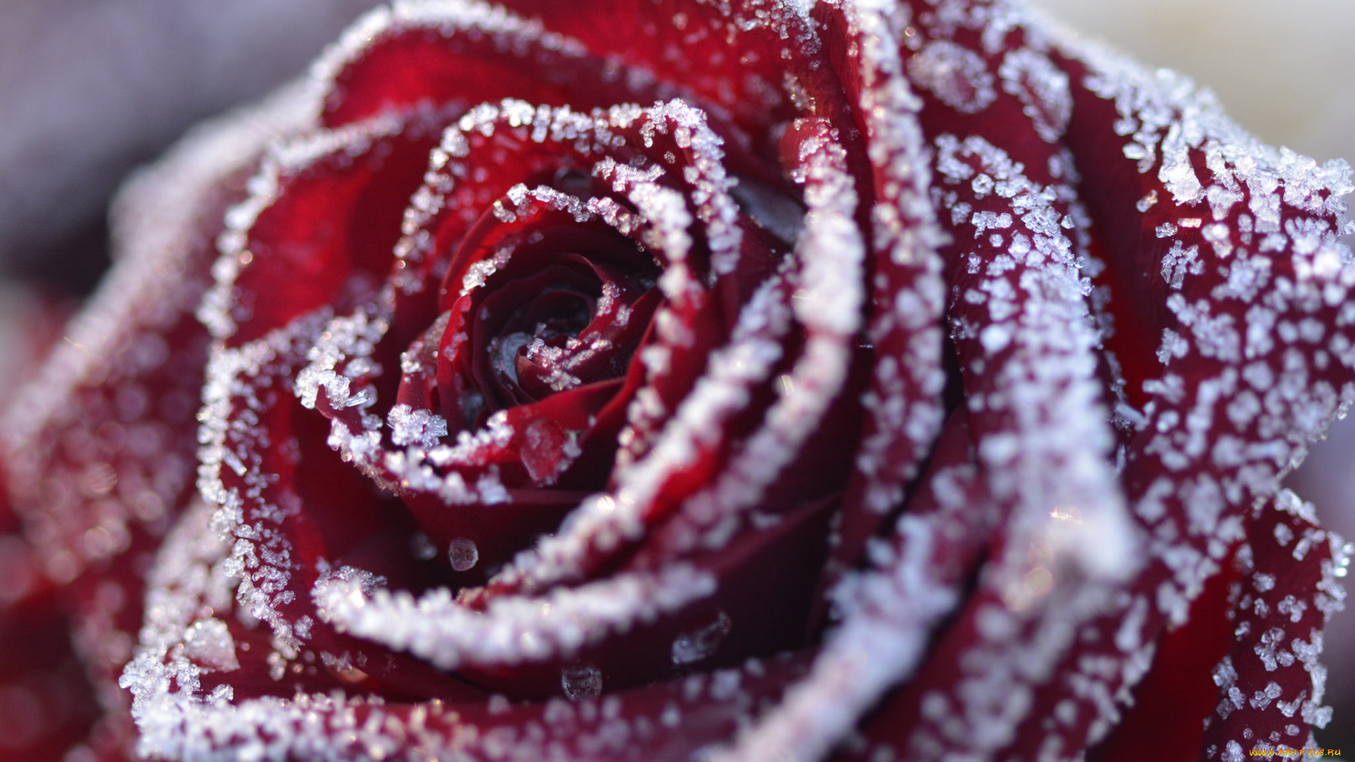 цветы, розы, bloom, bud, rose, цветение, бутон, роза