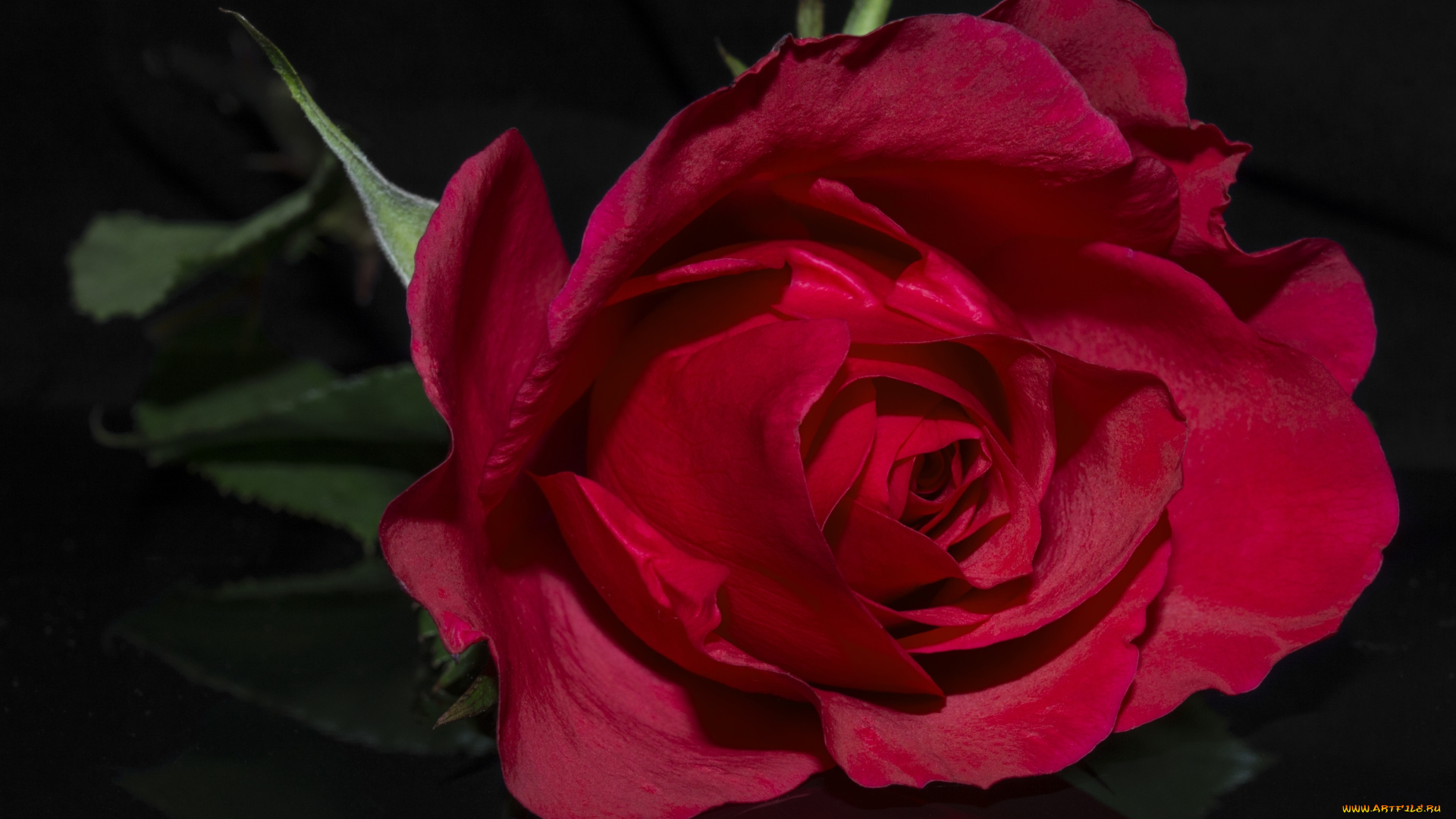 цветы, розы, бутон, роза, красная, лепестки