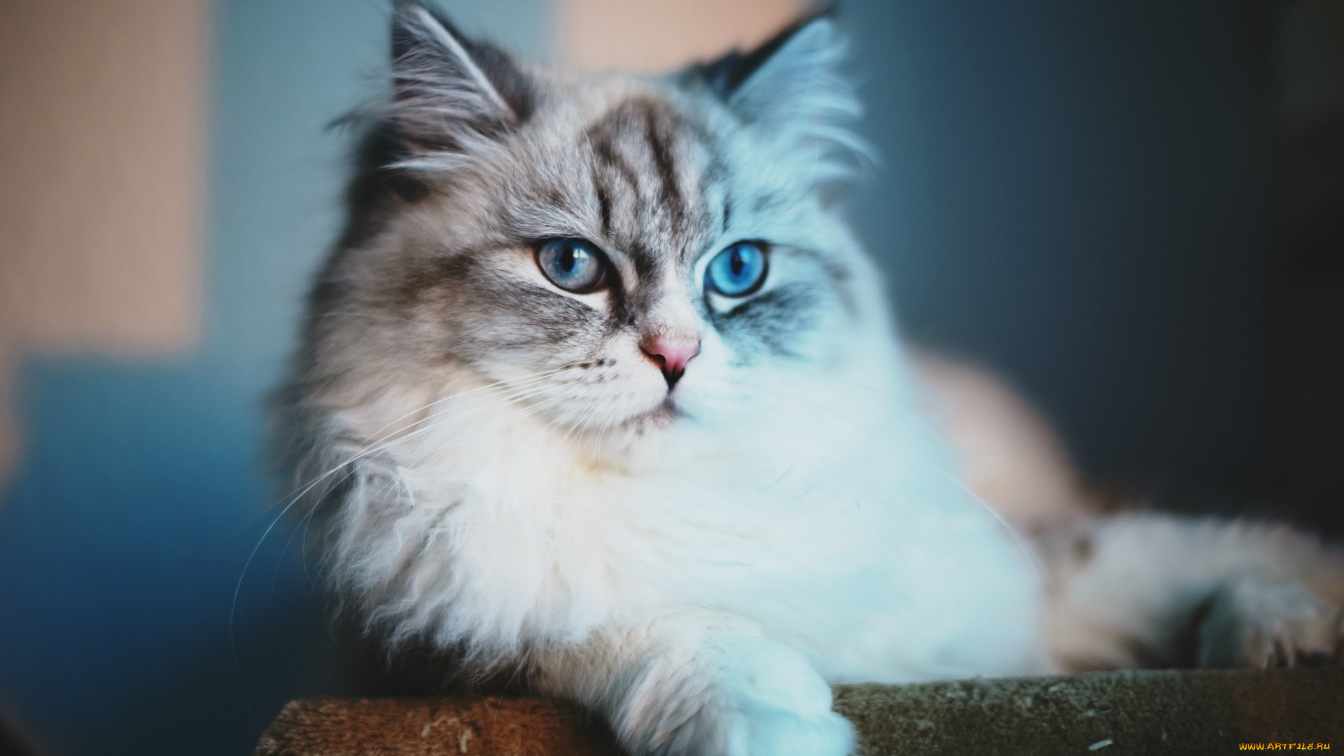 животные, коты, кот, кошка, вальяжность