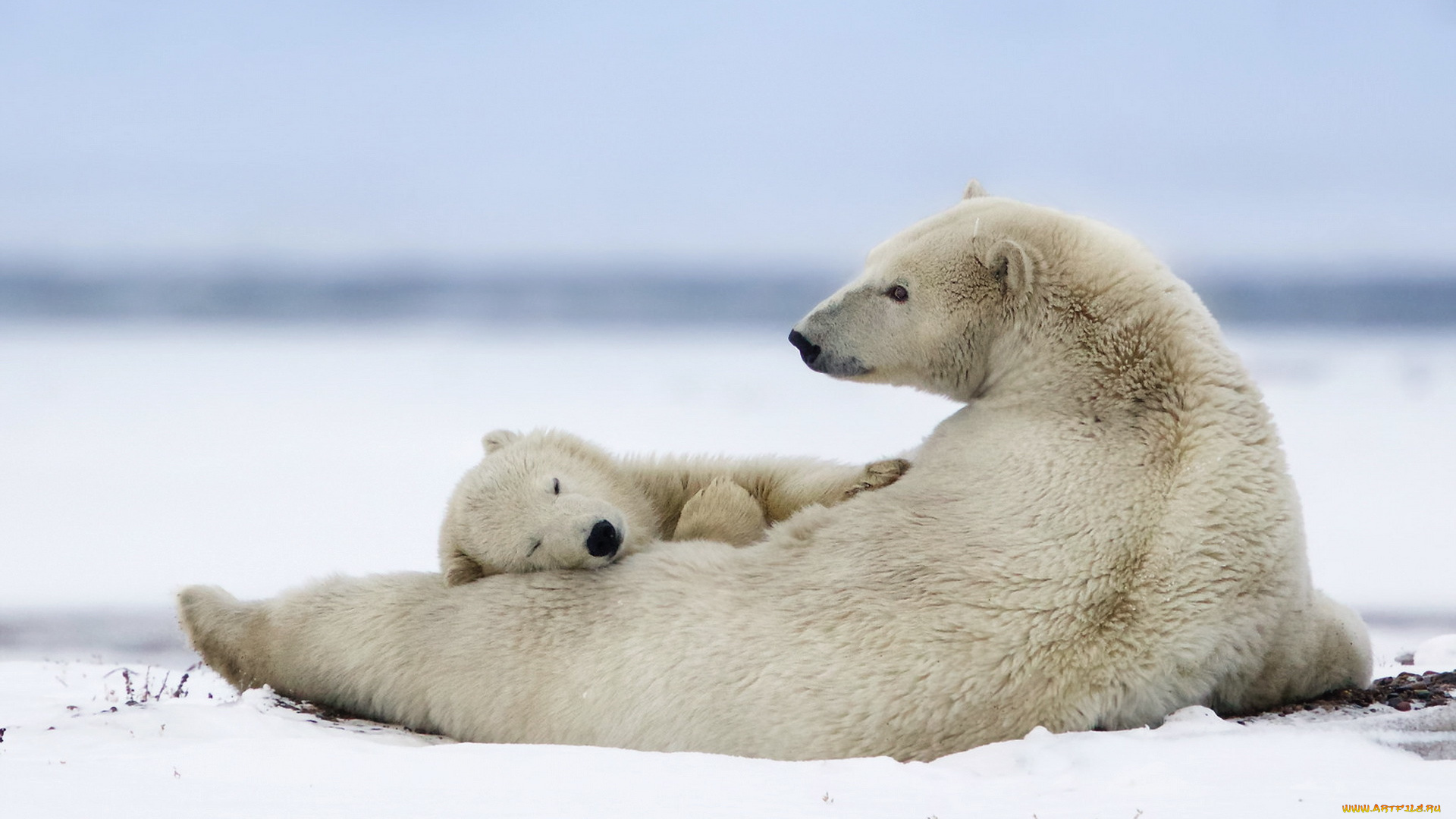животные, медведи, природа, холод
