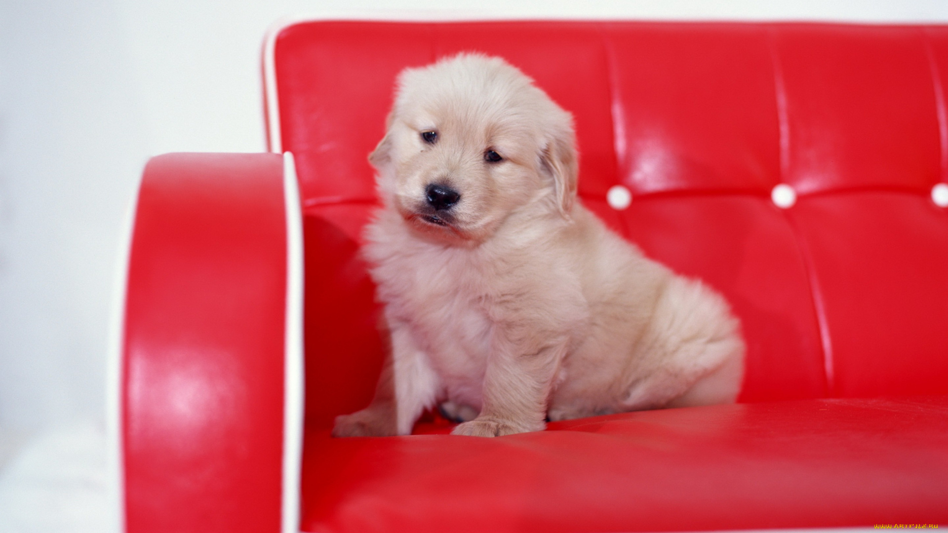 животные, собаки, светлый, диван, красный, собака, щенок