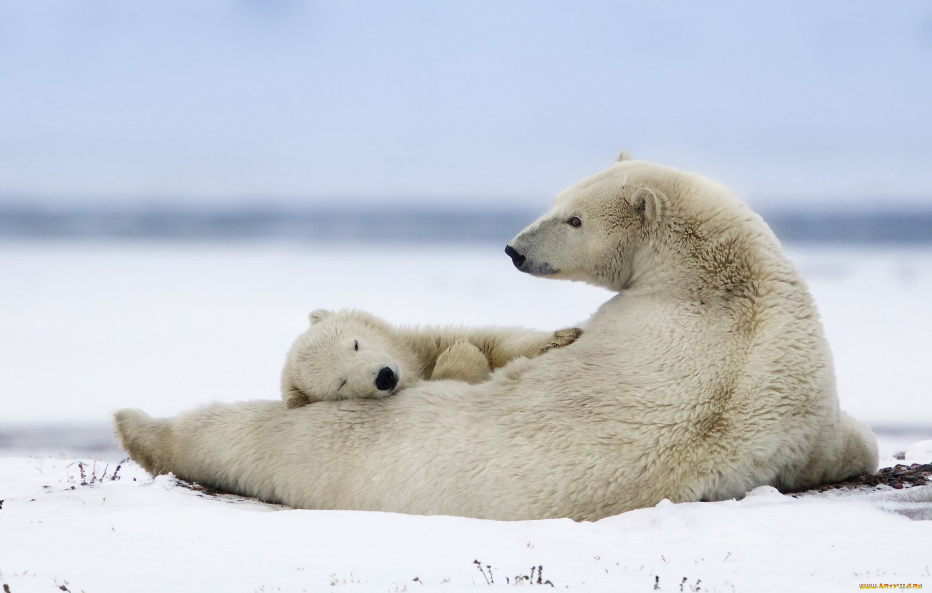 животные, медведи, природа, холод