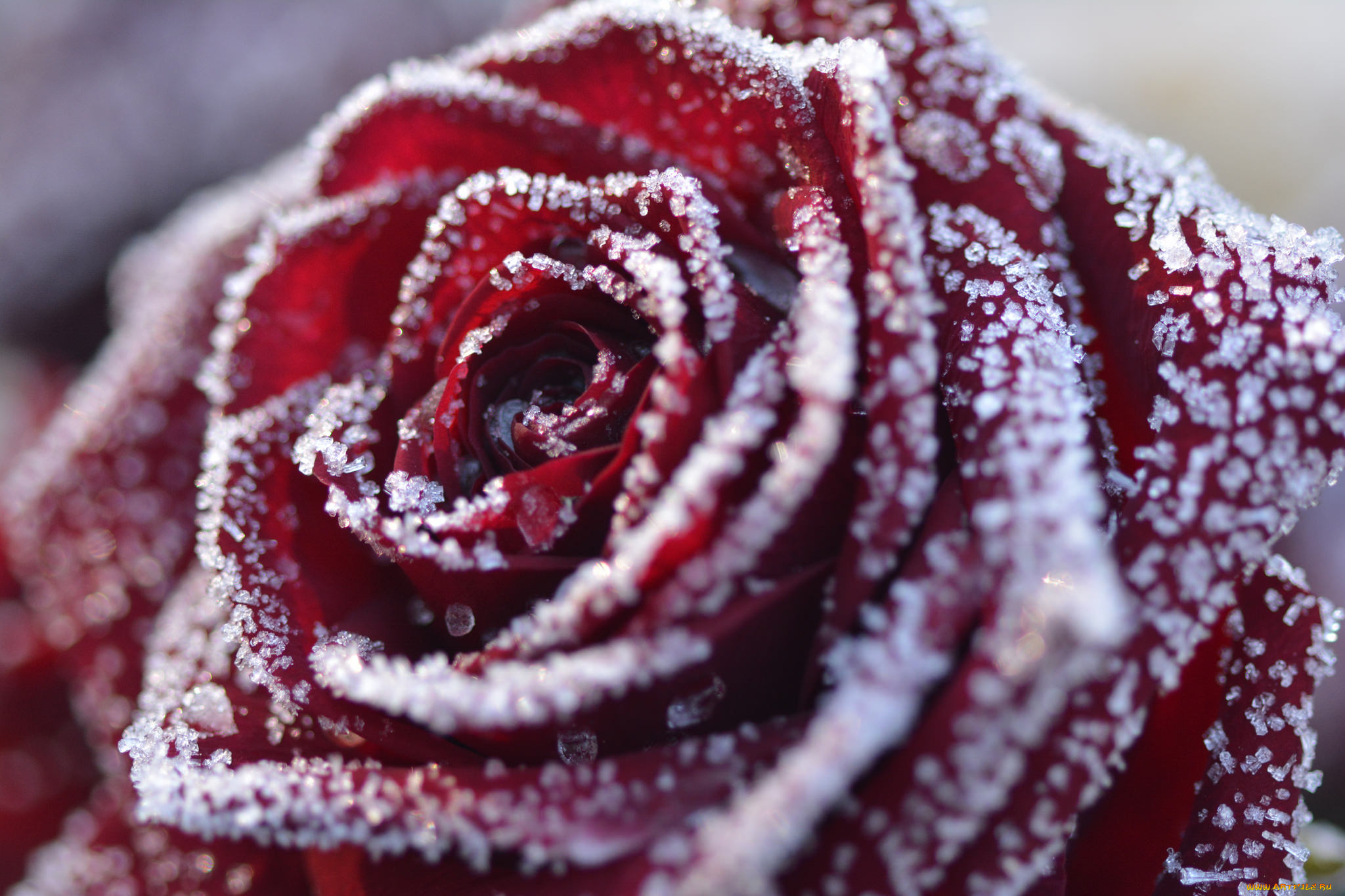 цветы, розы, bloom, bud, rose, цветение, бутон, роза