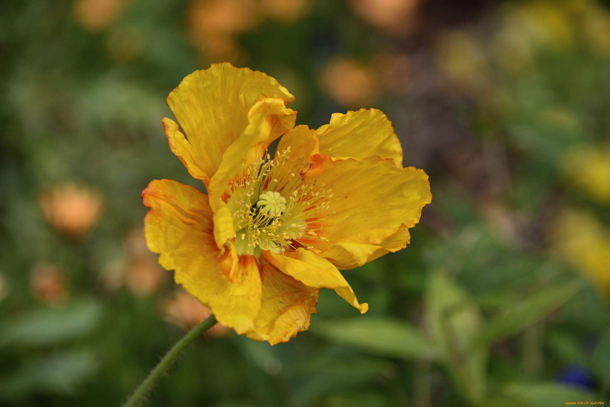 цветы, маки, мак, фон