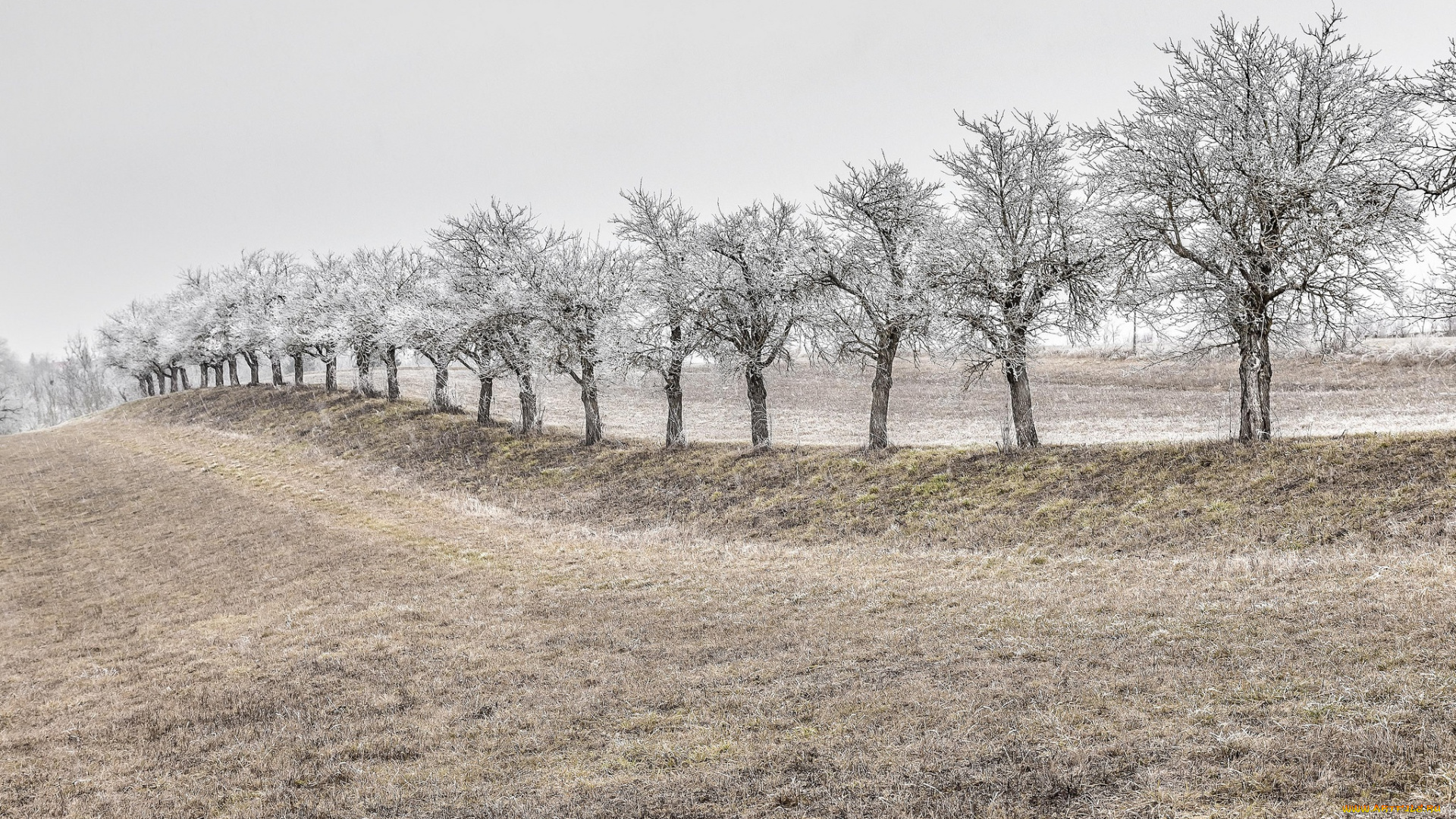 природа, деревья, снег