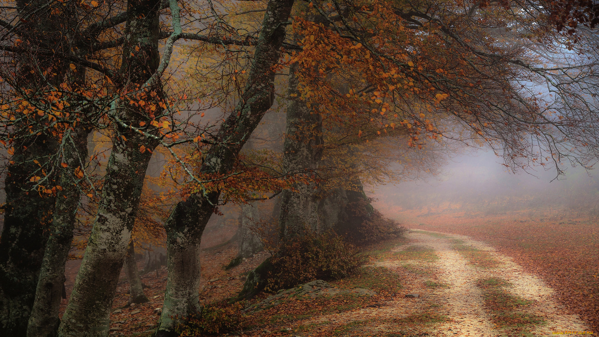 природа, дороги, дорога, лес