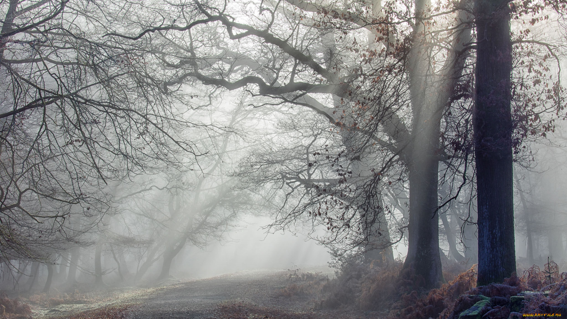 природа, лес, деревья, снег