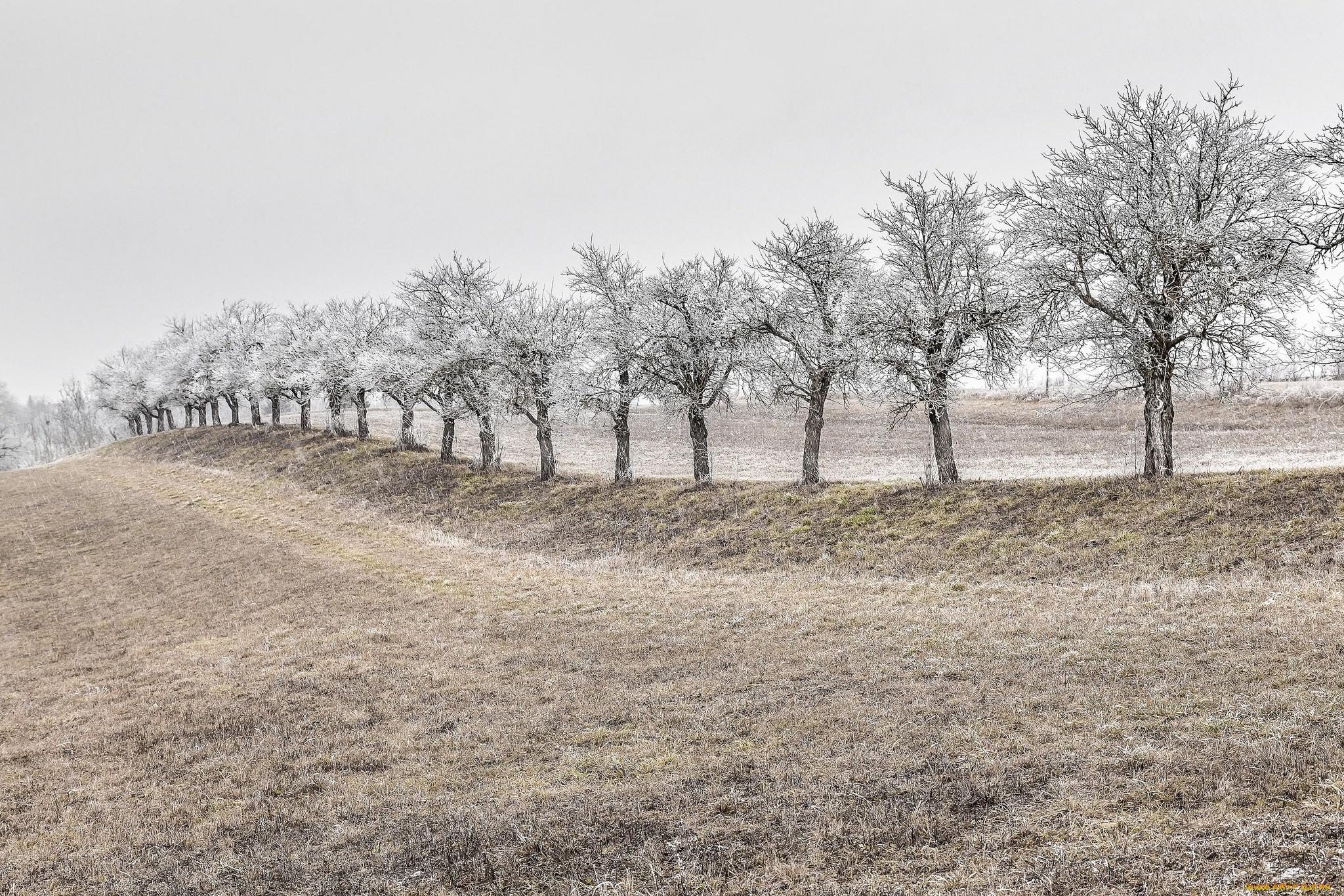 природа, деревья, снег