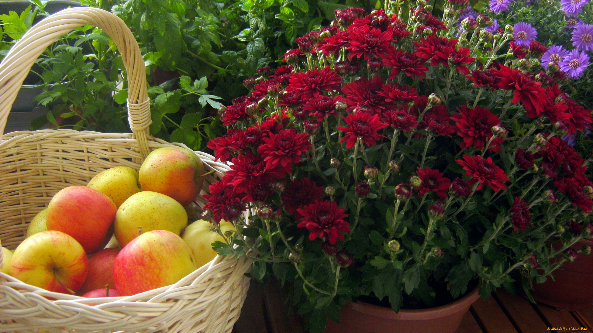 еда, натюрморт, яблоки, корзинка