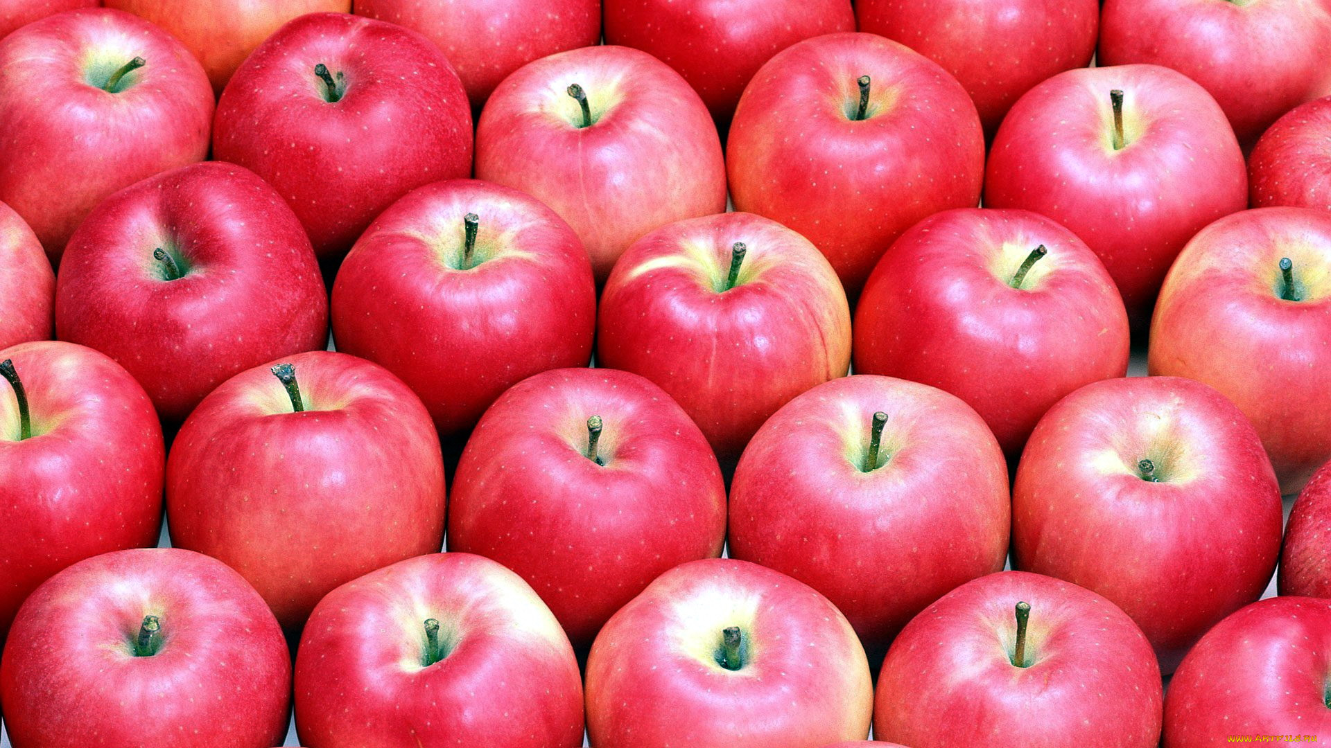 еда, Яблоки, розовые, яблоки
