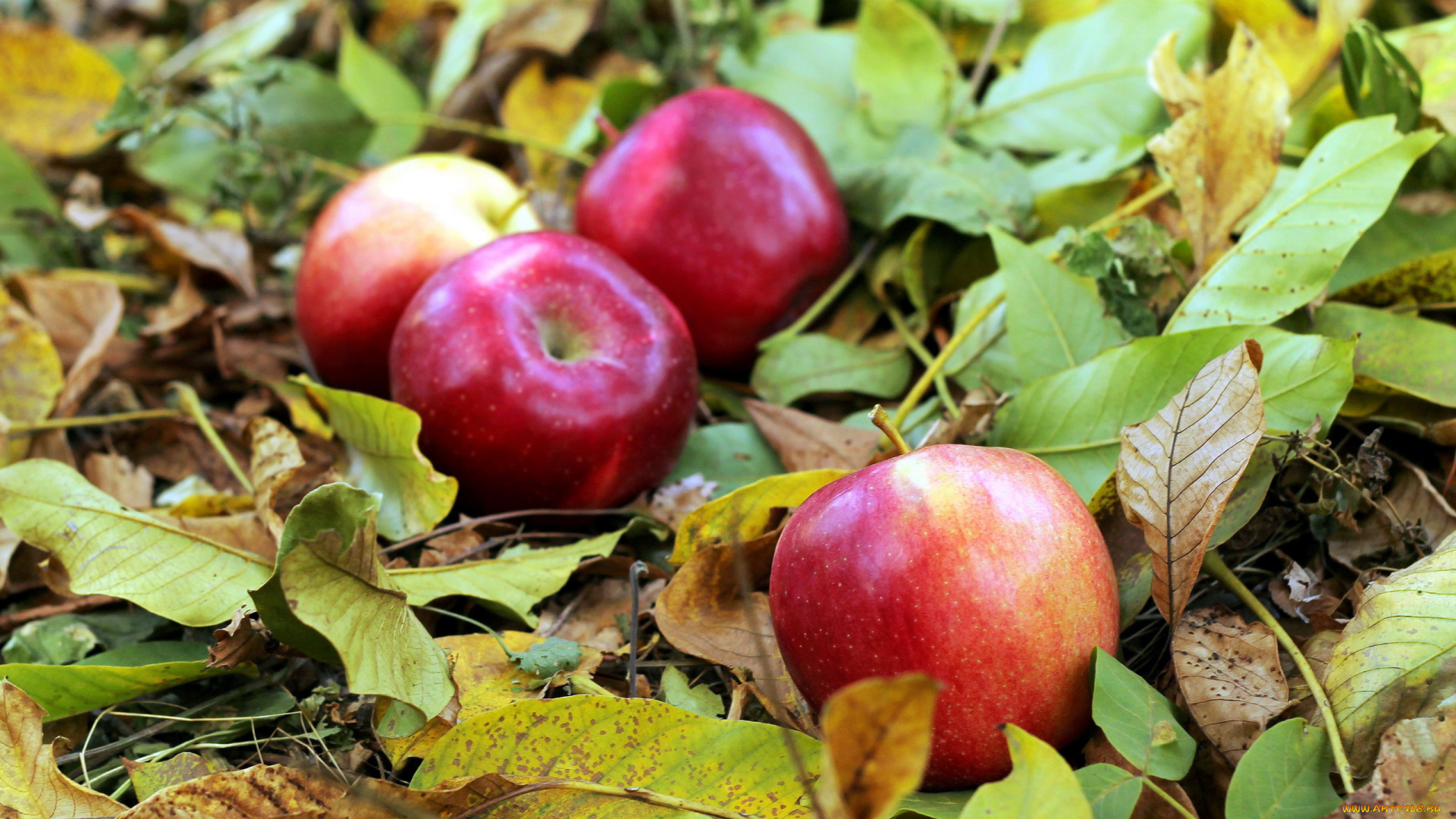 еда, Яблоки, яблочки
