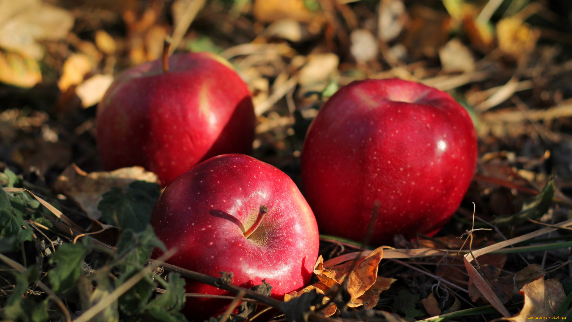 еда, Яблоки, яблоки, трава, трио