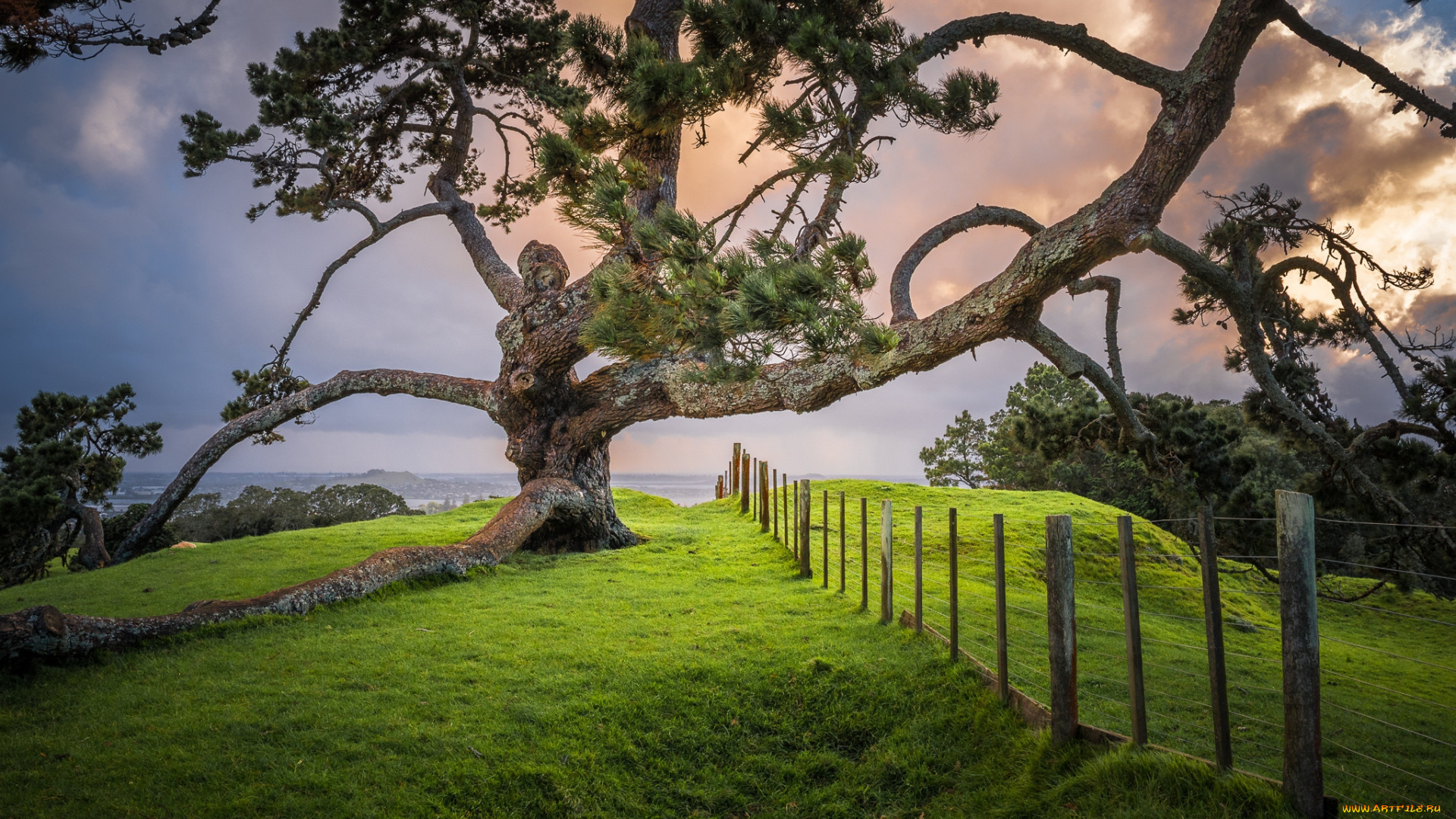 природа, деревья, простор