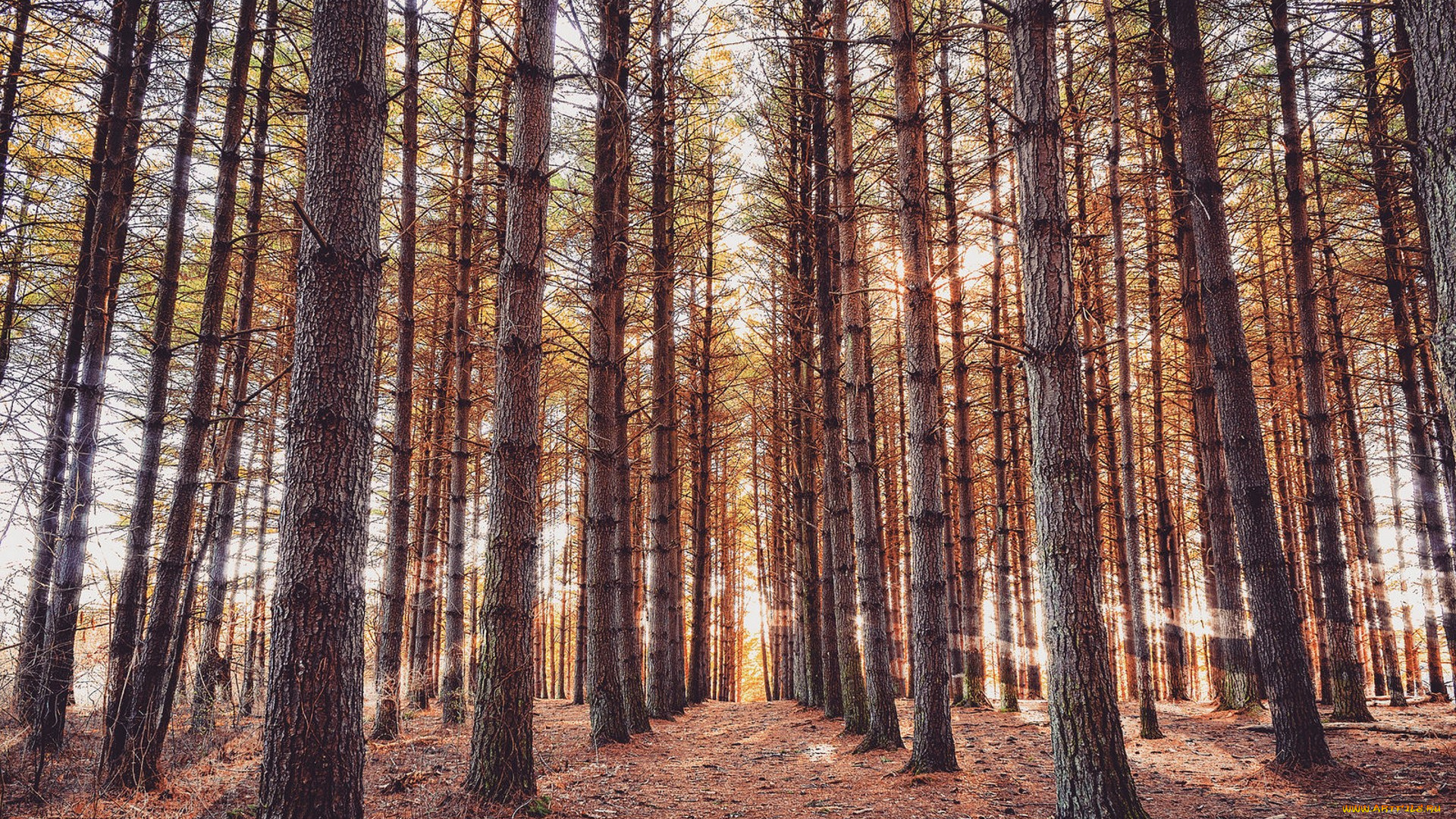 природа, лес, простор