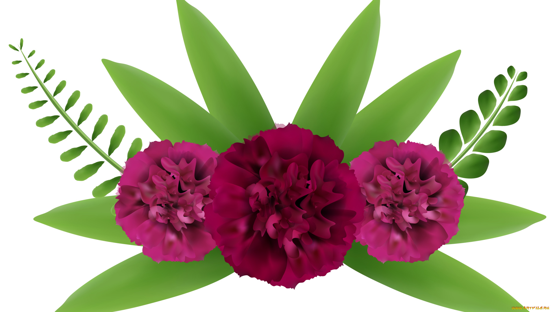 векторная, графика, цветы, , flowers, цветы, фон