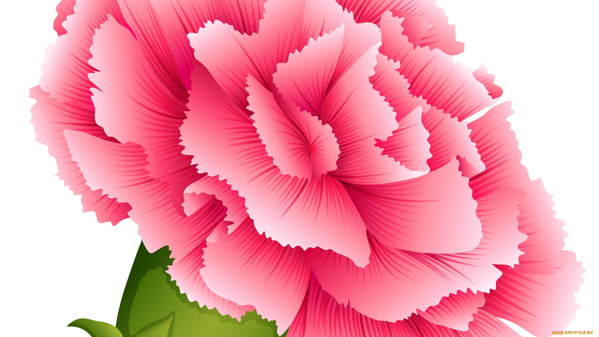 векторная, графика, цветы, , flowers, фон, цветы