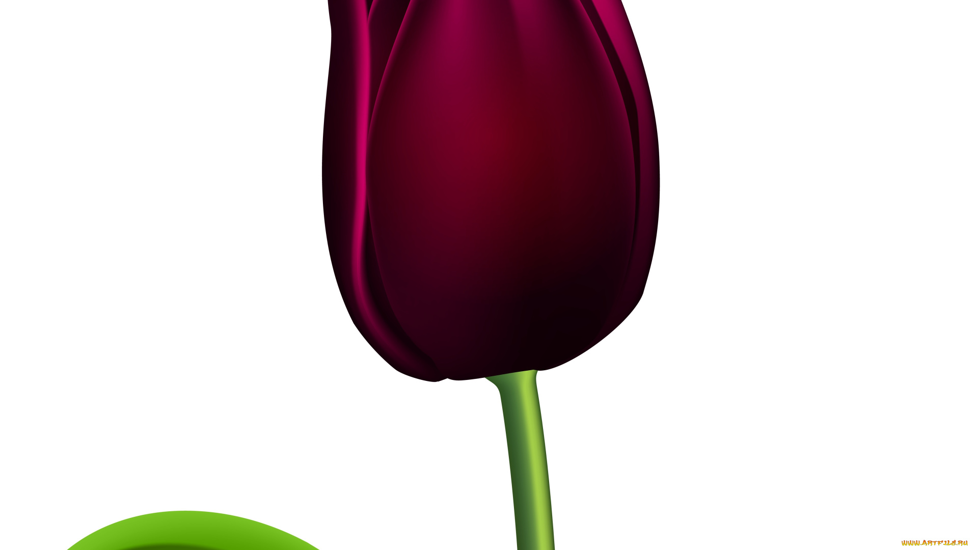 векторная, графика, цветы, , flowers, фон, тюльпан