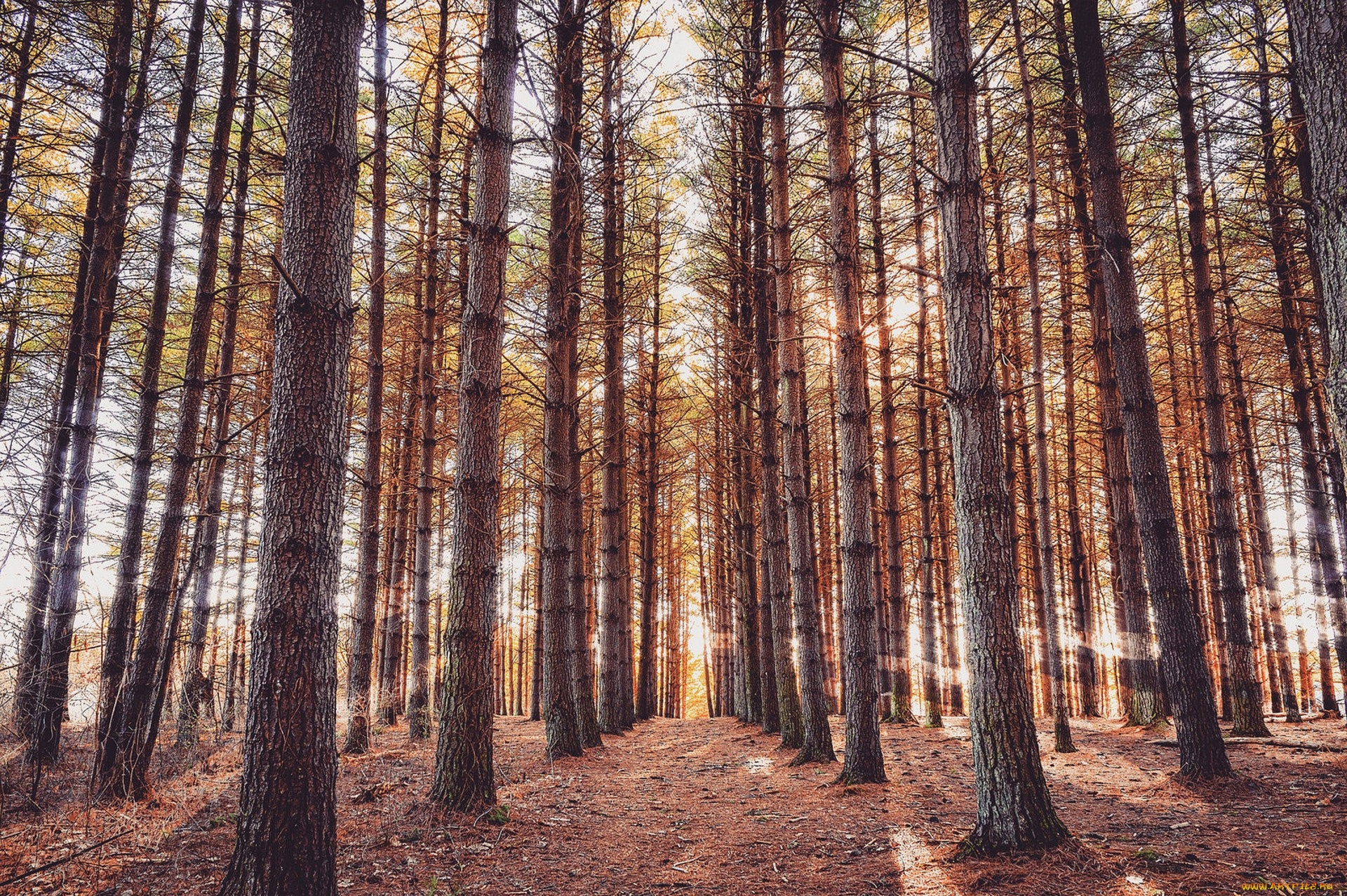 природа, лес, простор