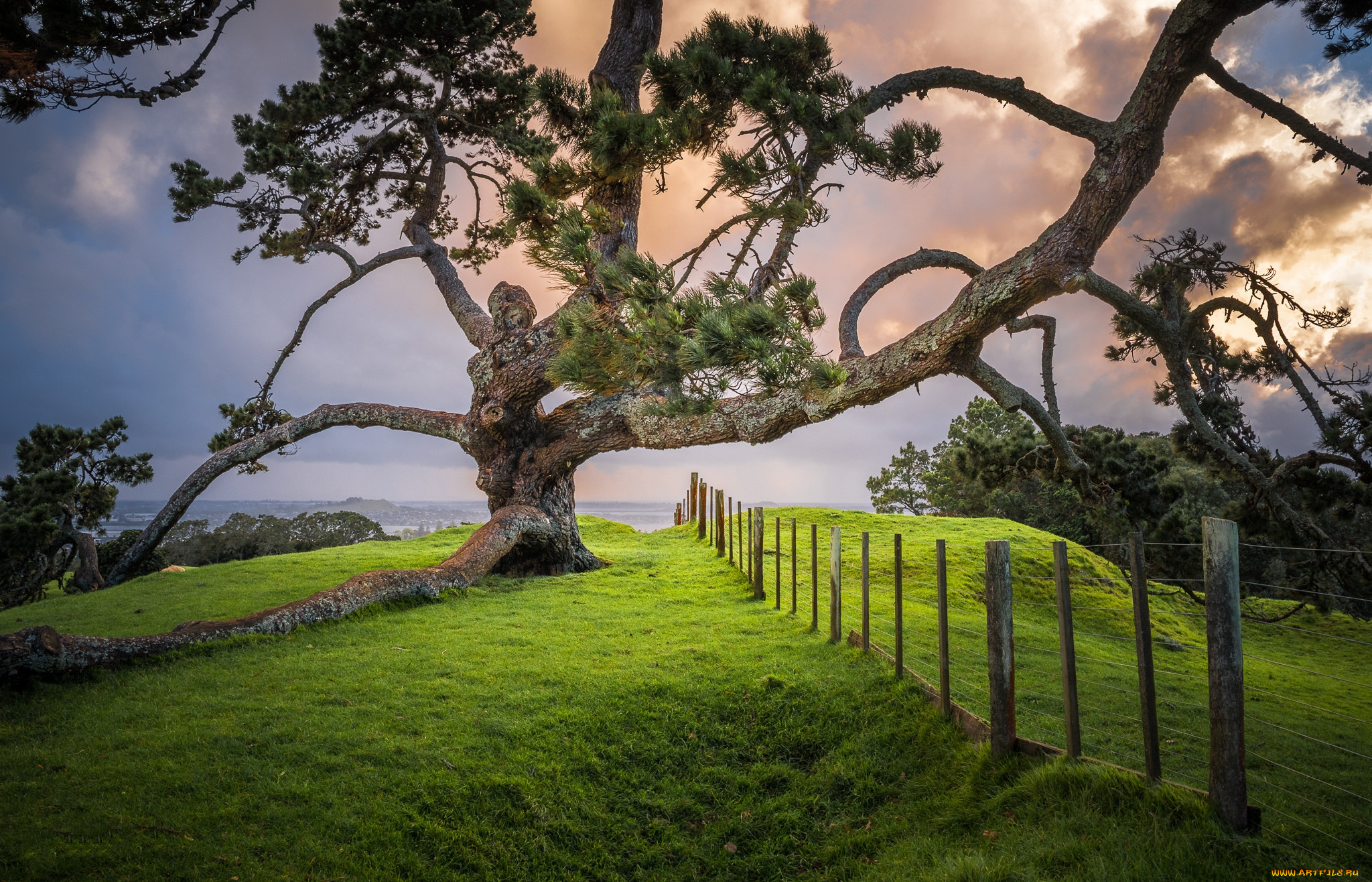 природа, деревья, простор