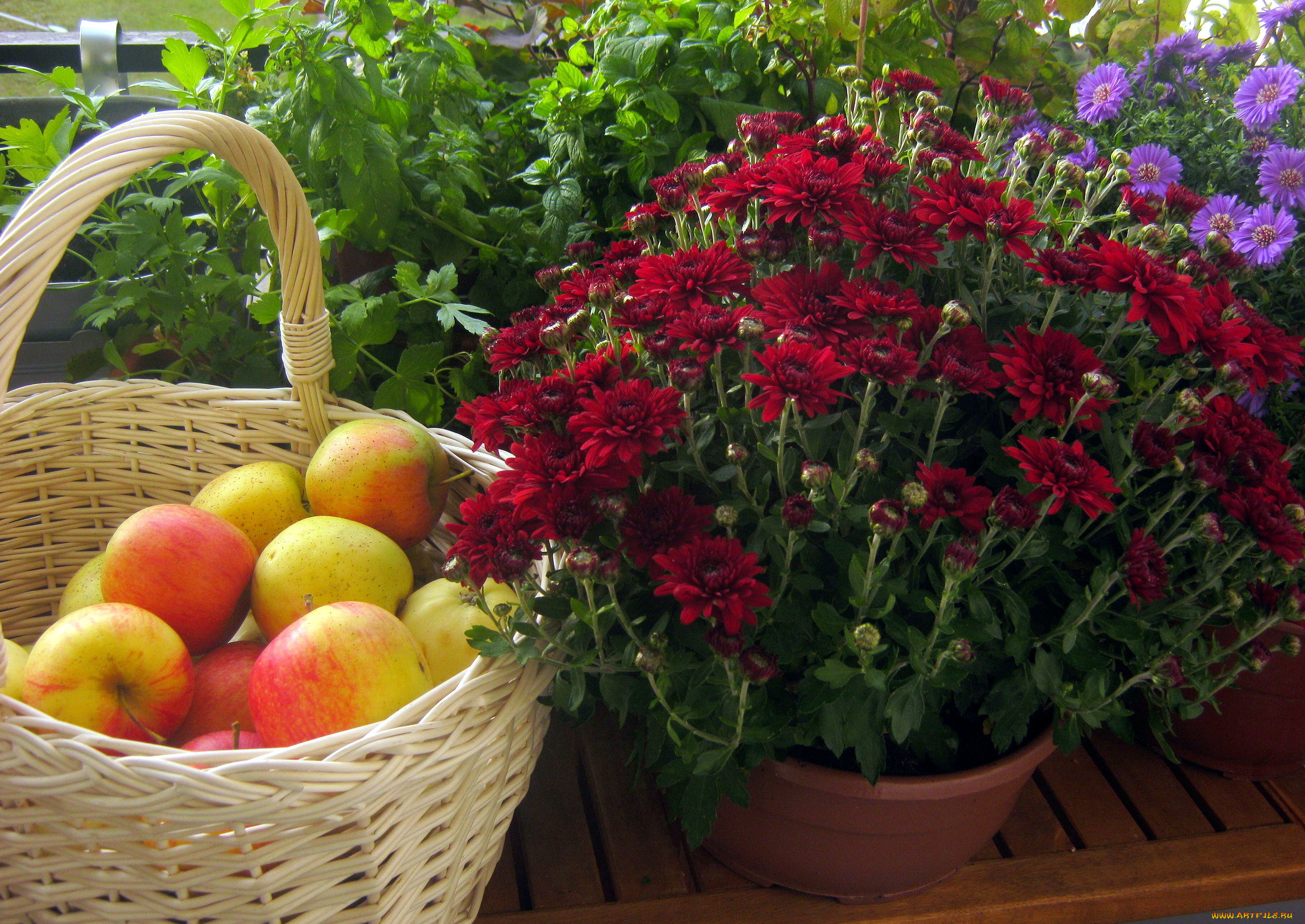 еда, натюрморт, яблоки, корзинка
