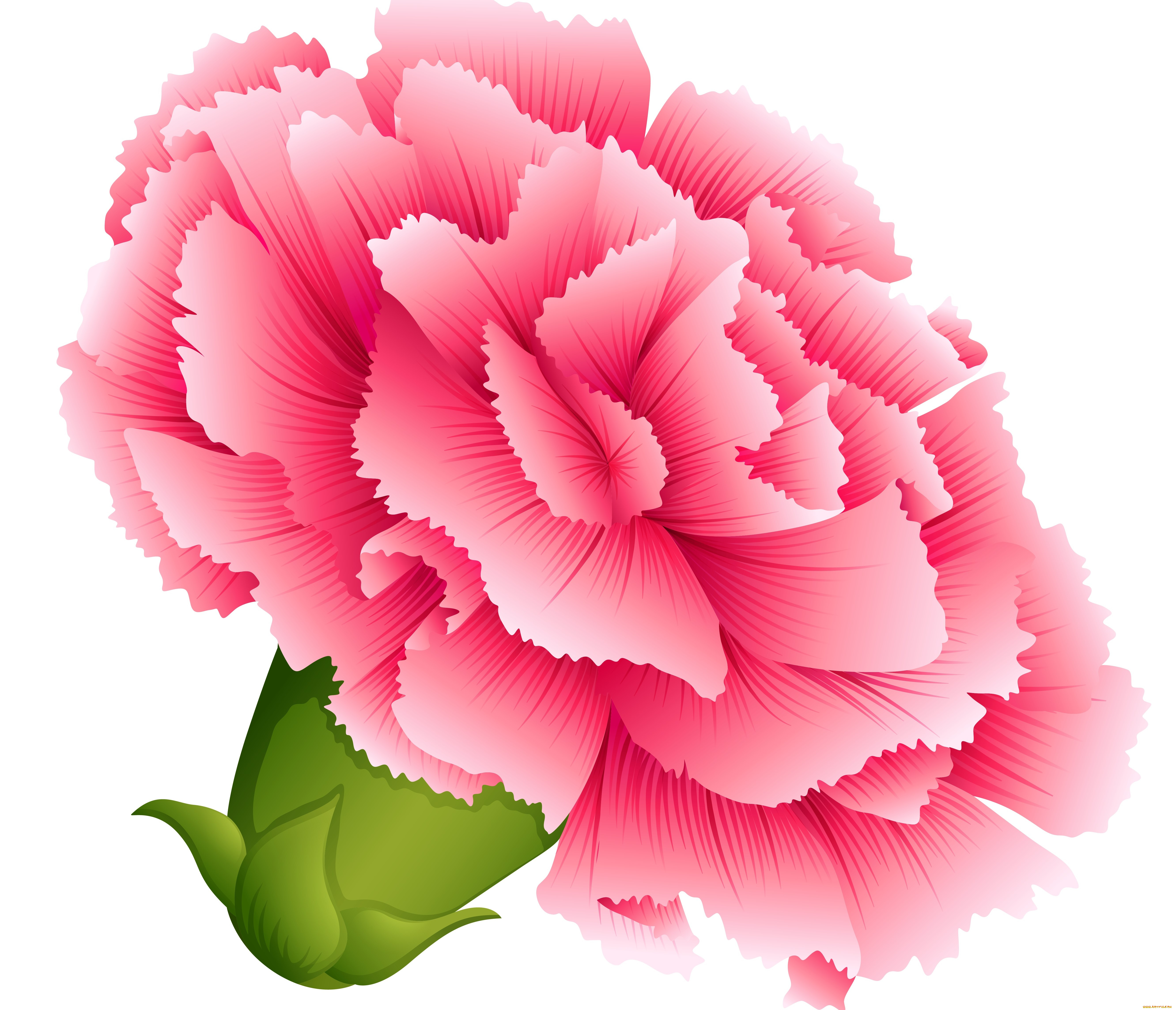 векторная, графика, цветы, , flowers, фон, цветы