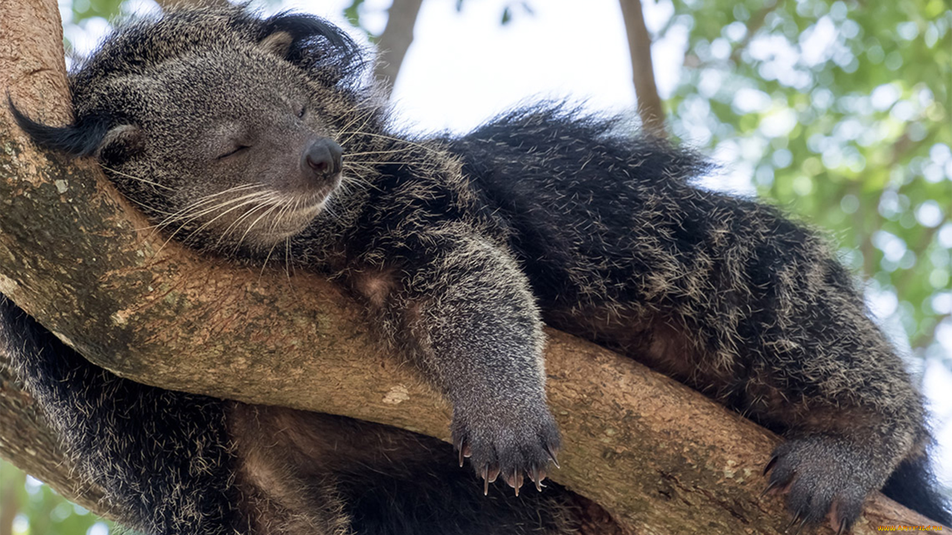 binturong, животные, бинтуронги, бинтуронг, млекопитающие, виверровые, хищники, шерсть, морда, когти, хвост