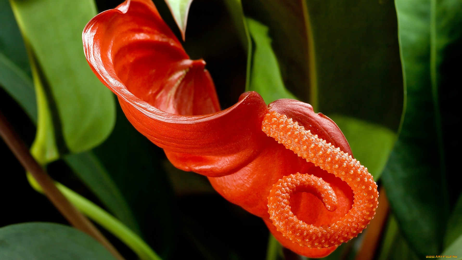 цветы, антуриум, , цветок, фламинго, антуриум, экзотика