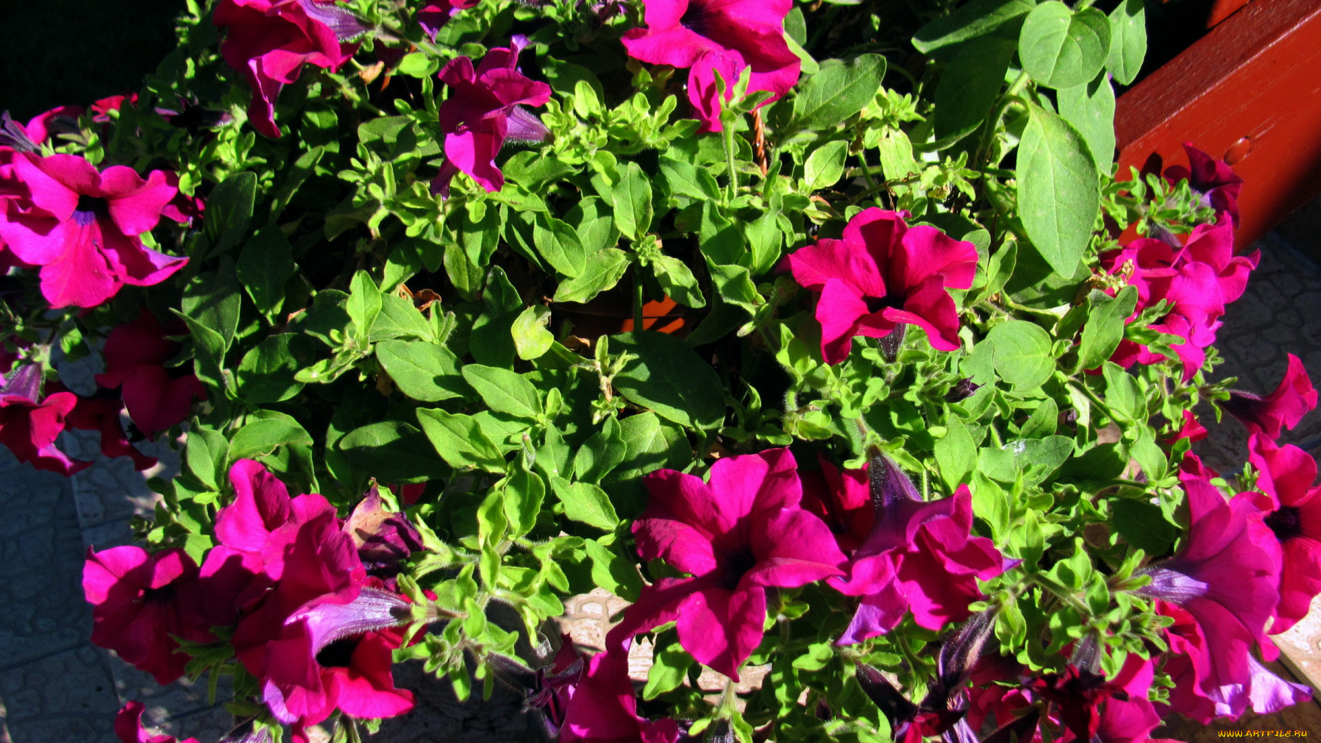 цветы, петунии, , калибрахоа, розовая, петуния