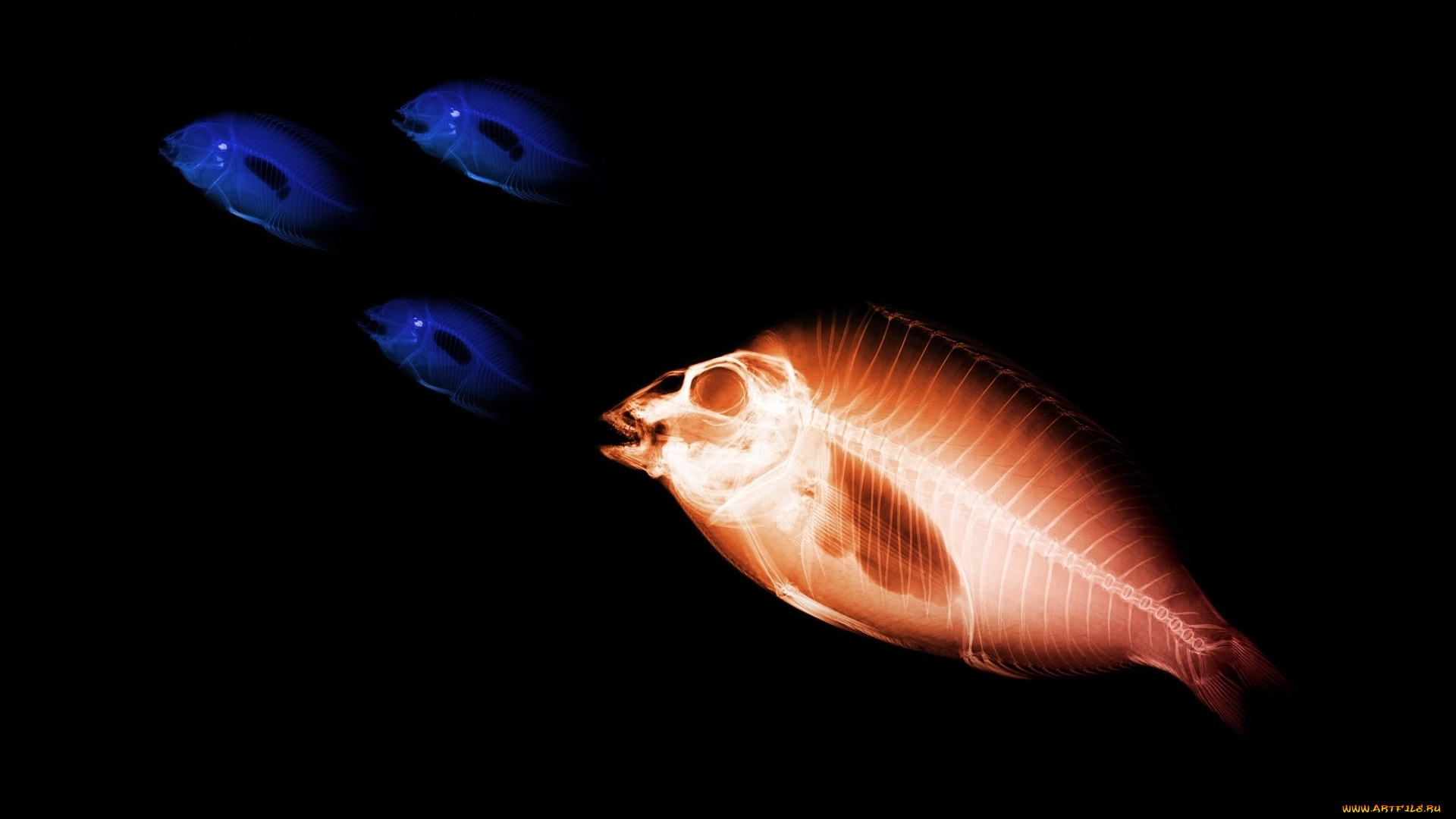 разное, кости, , рентген, рыбы