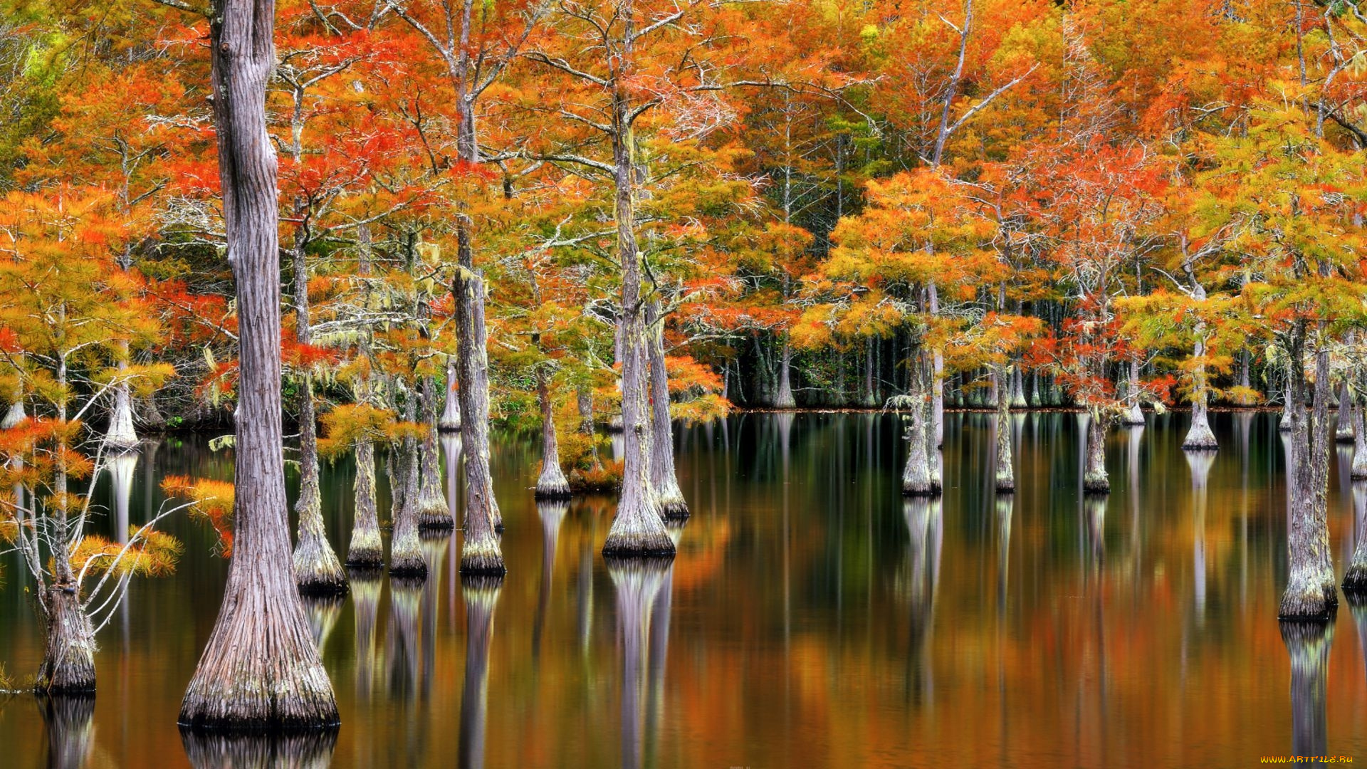 cypresses, at, fall, georgia, природа, деревья, cypresses, at, fall