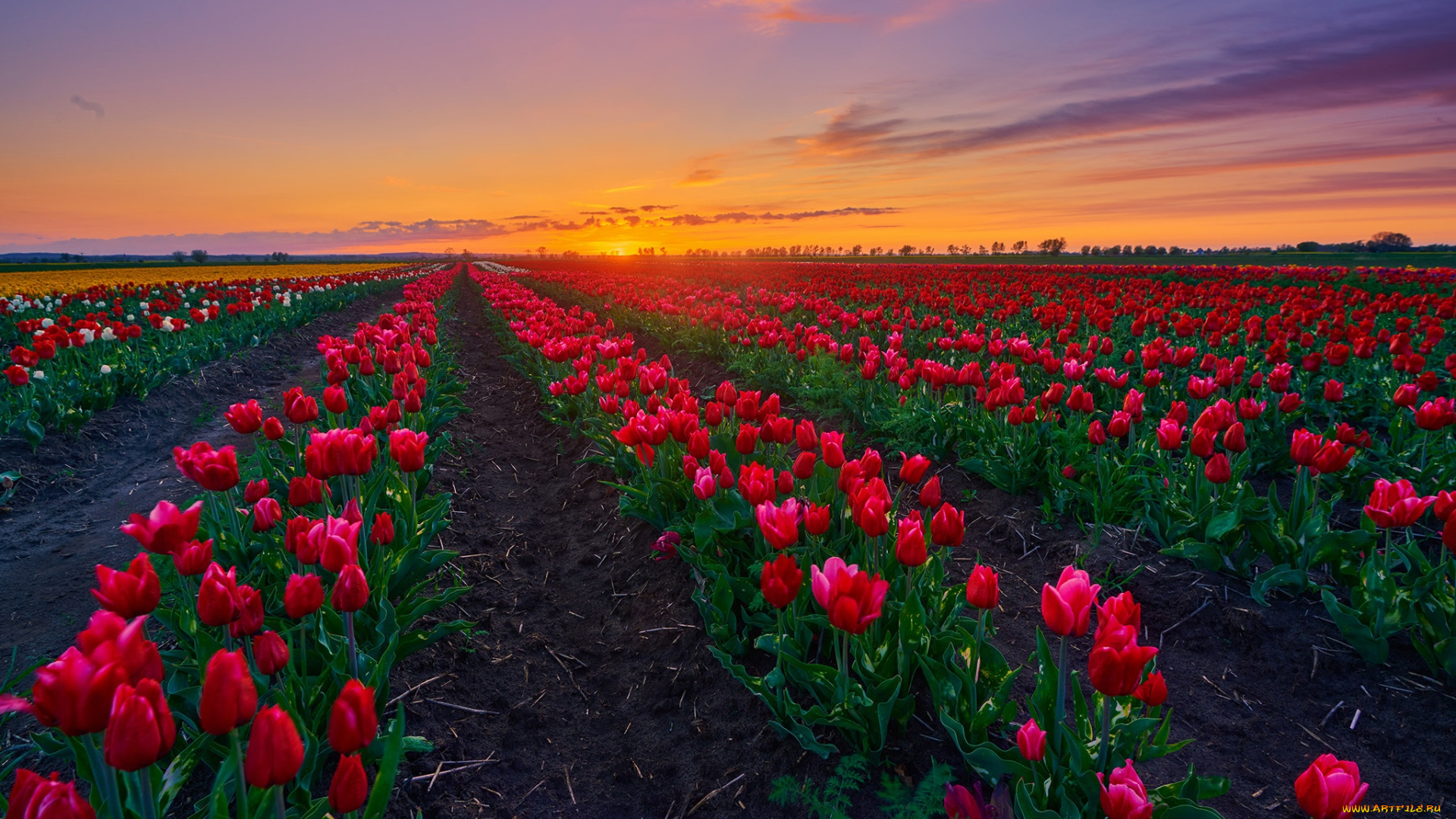 цветы, тюльпаны, весна, красные, плантация