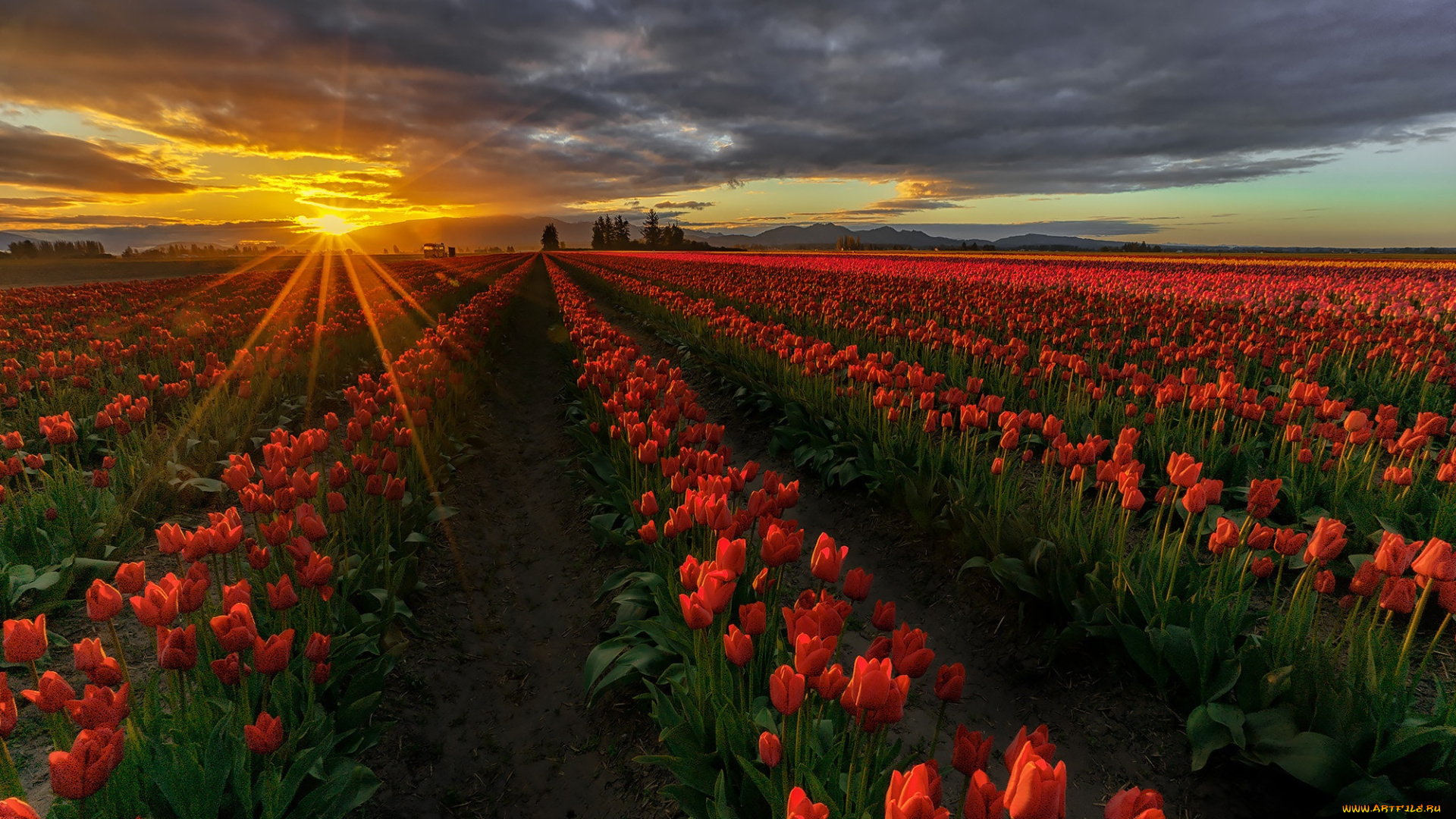 цветы, тюльпаны, весна, красные, плантация
