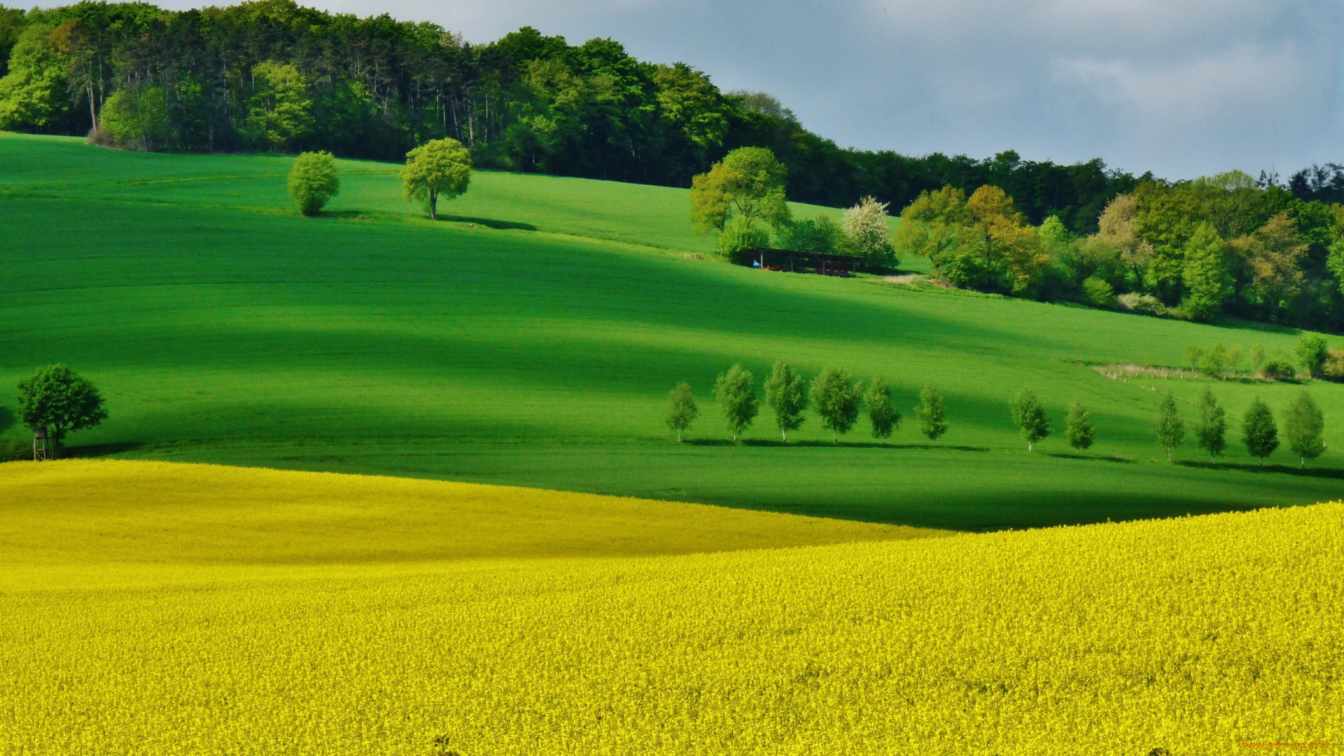 природа, поля, поле