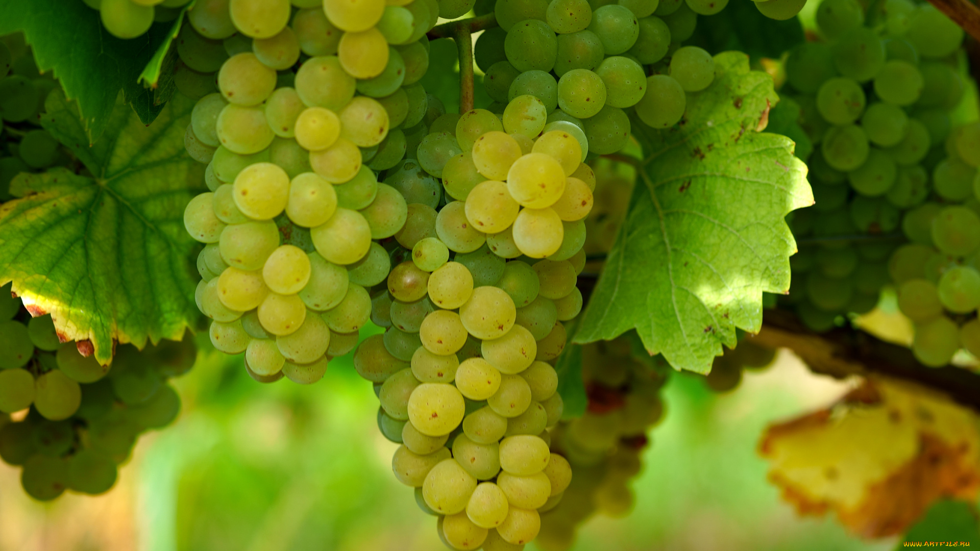 природа, ягоды, , виноград, виноград