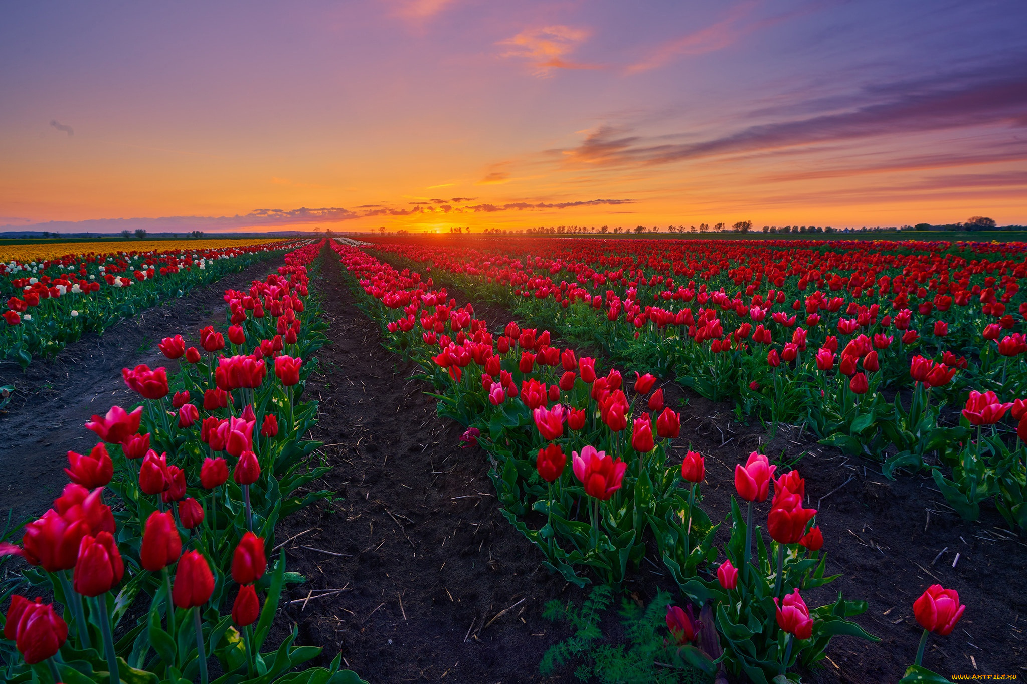 цветы, тюльпаны, весна, красные, плантация