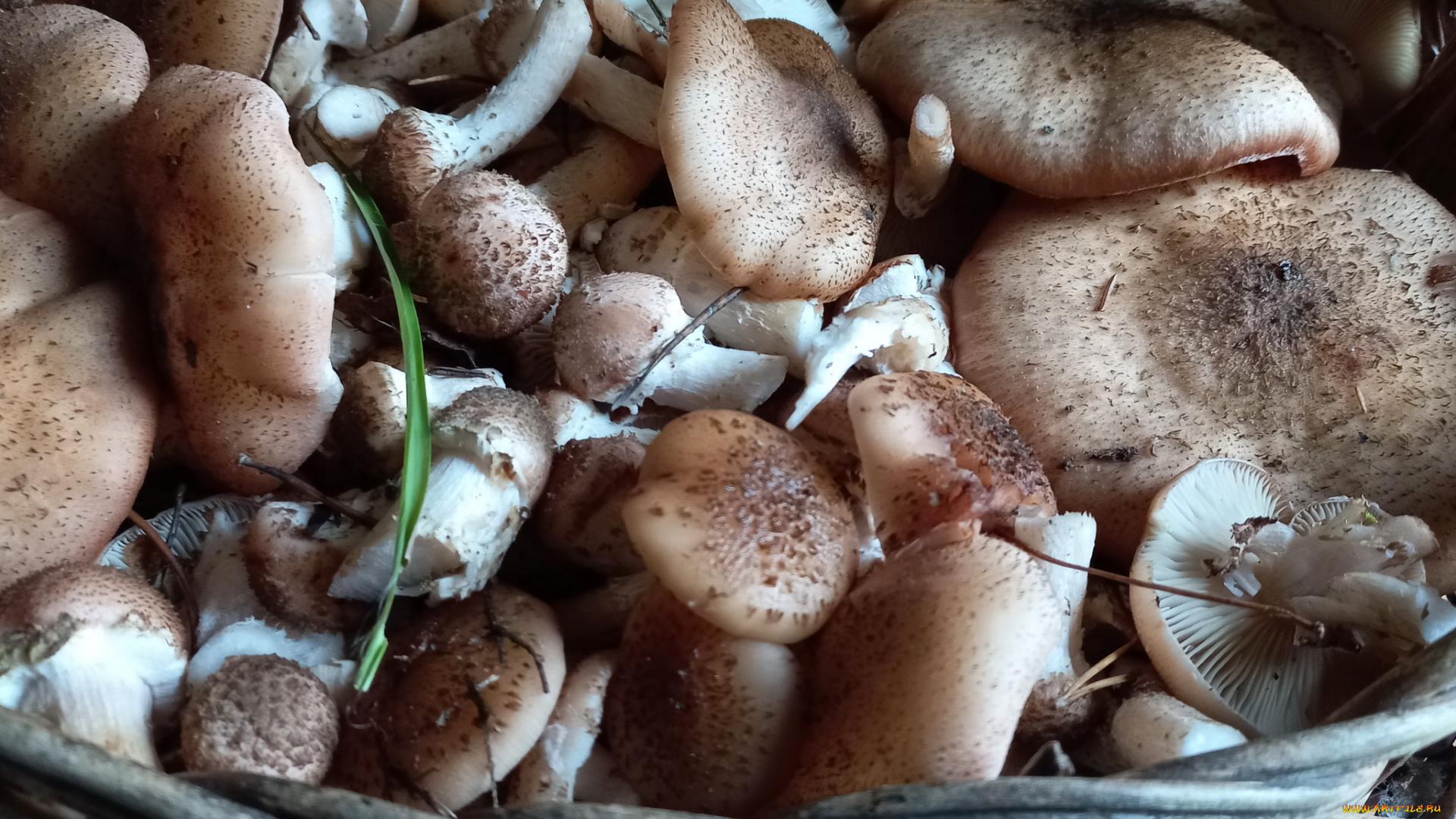 еда, грибы, , грибные, блюда, опята