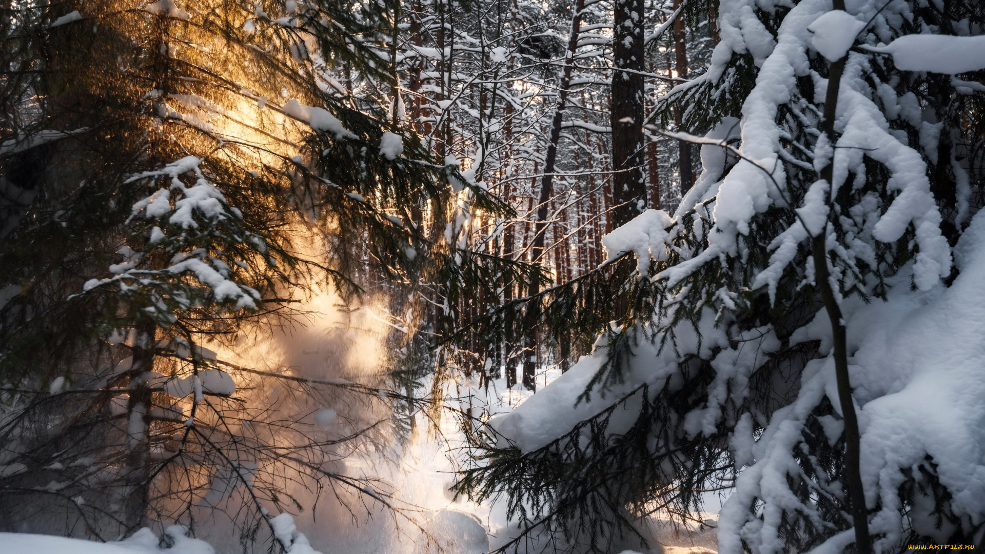 природа, лес, снег, зима