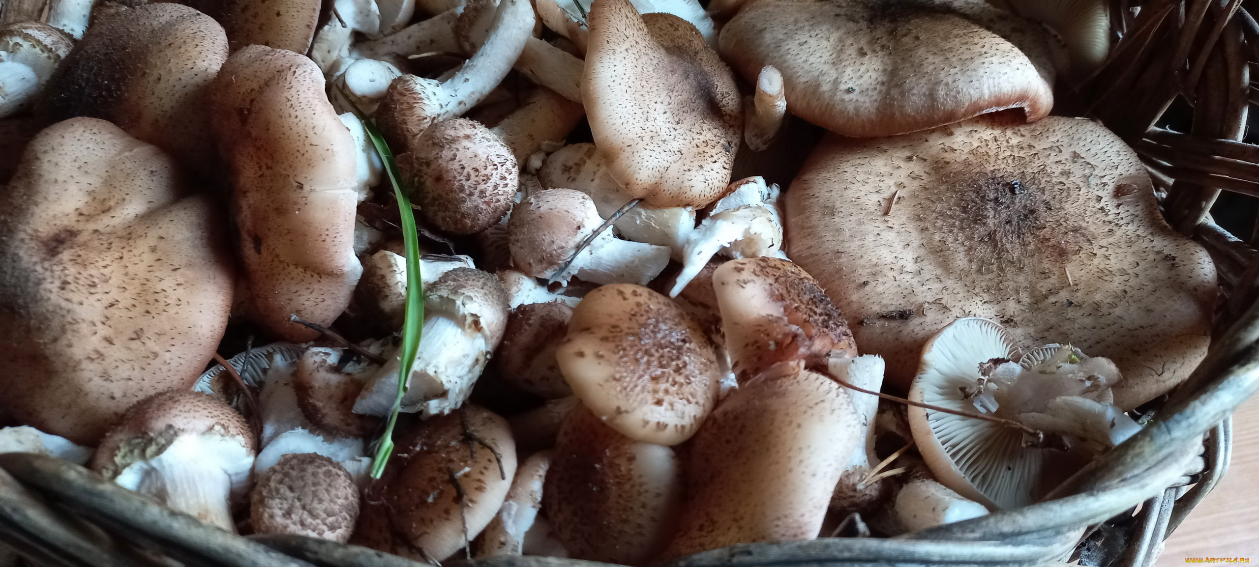 еда, грибы, , грибные, блюда, опята