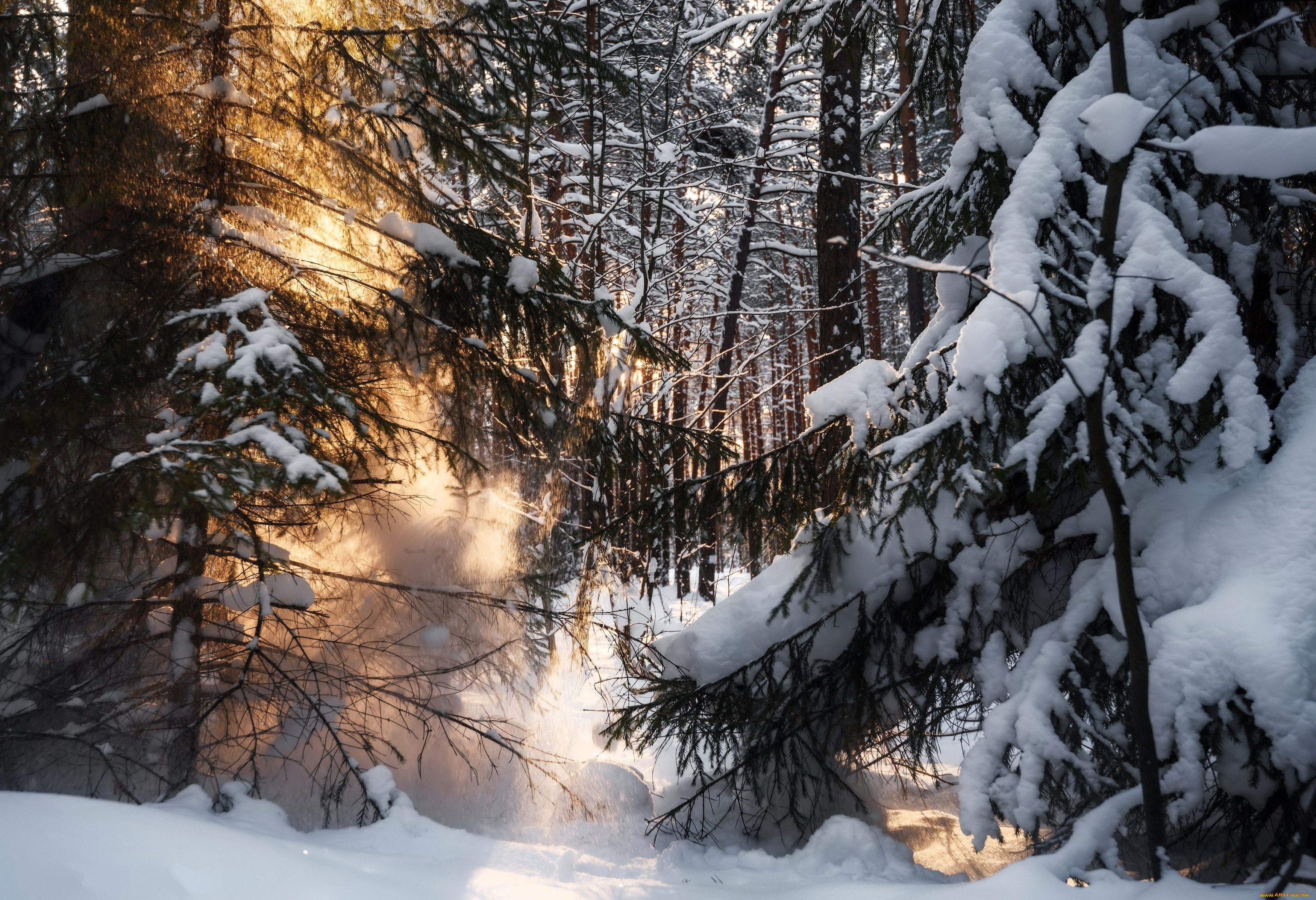 природа, лес, снег, зима