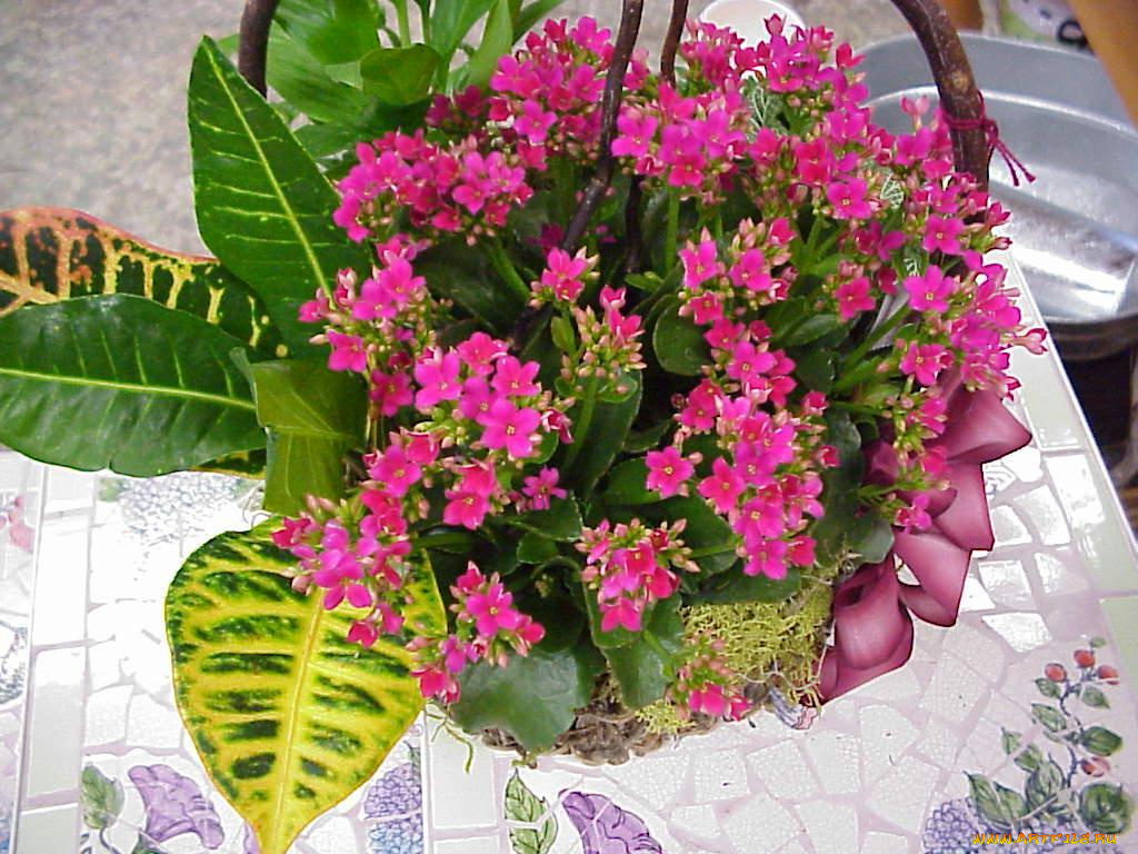 цветы, букеты, композиции