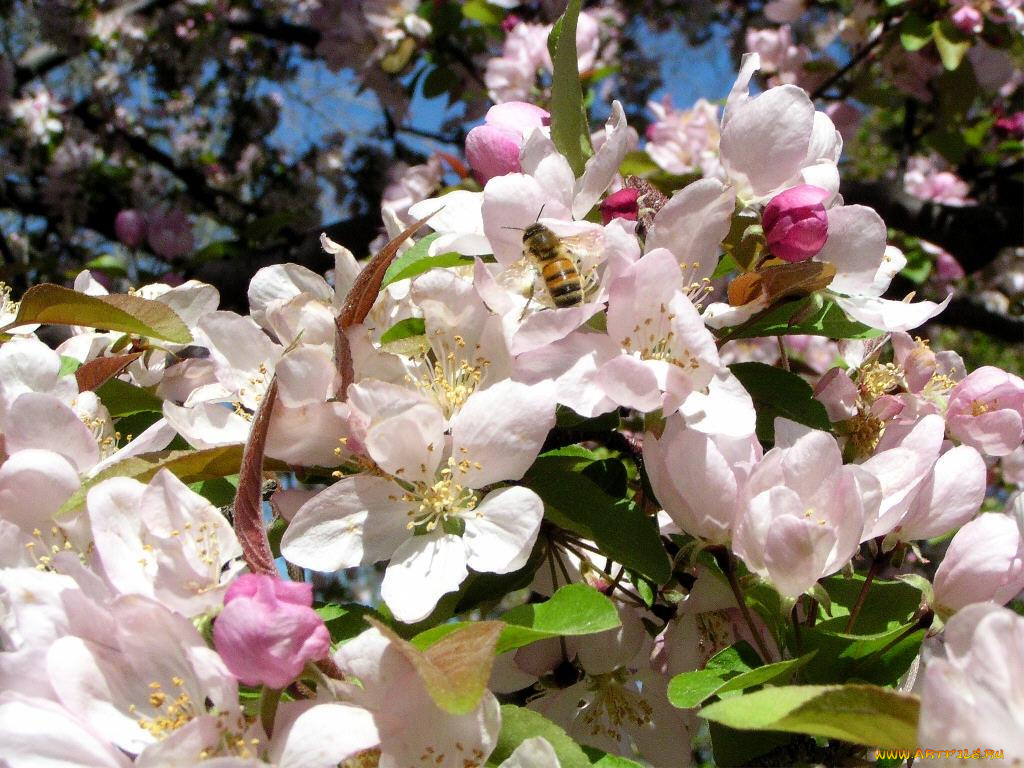 цветы, цветущие, деревья, кустарники