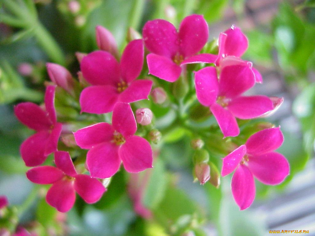 цветы, каланхоэ