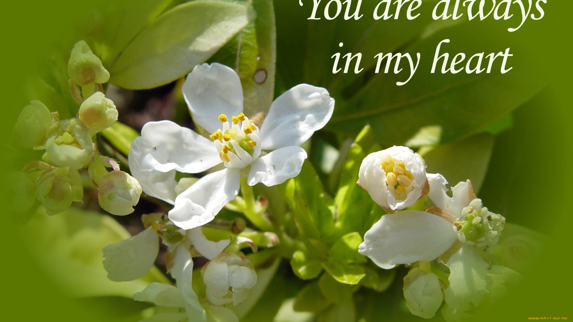 цветы, цветущие, деревья, кустарники