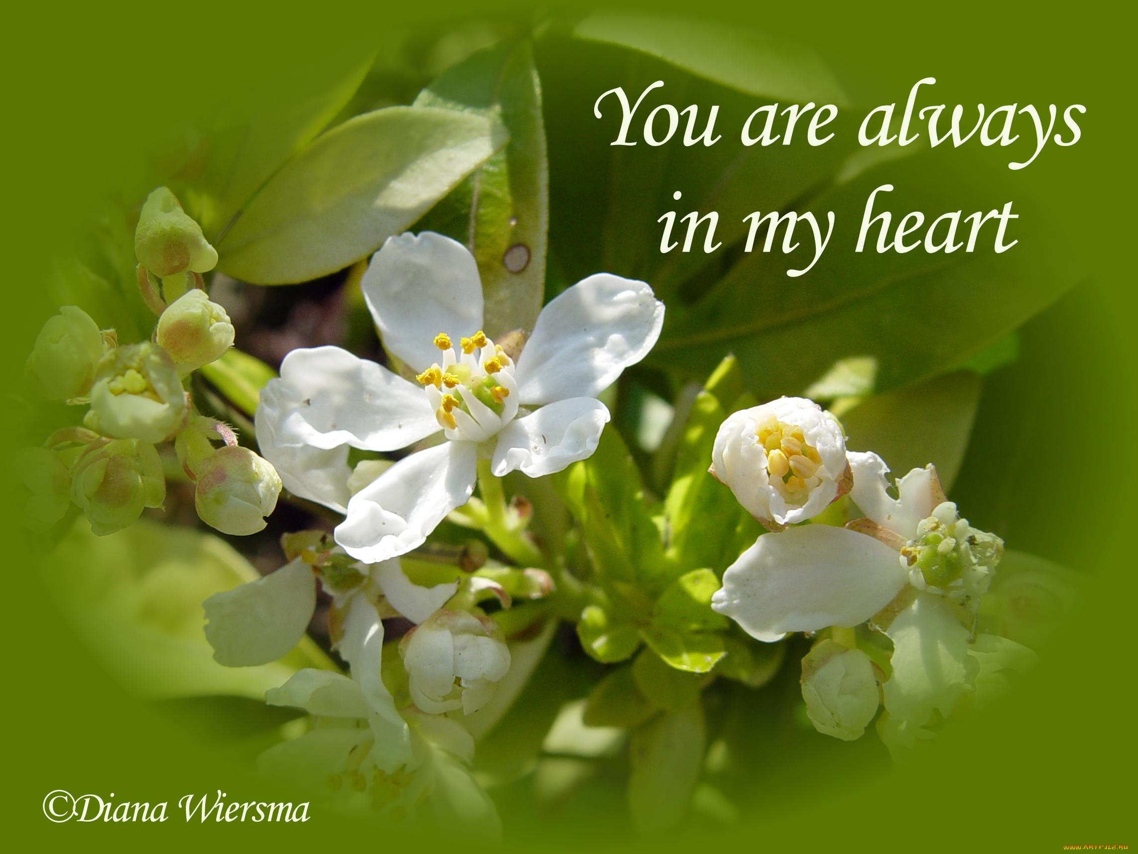 цветы, цветущие, деревья, кустарники