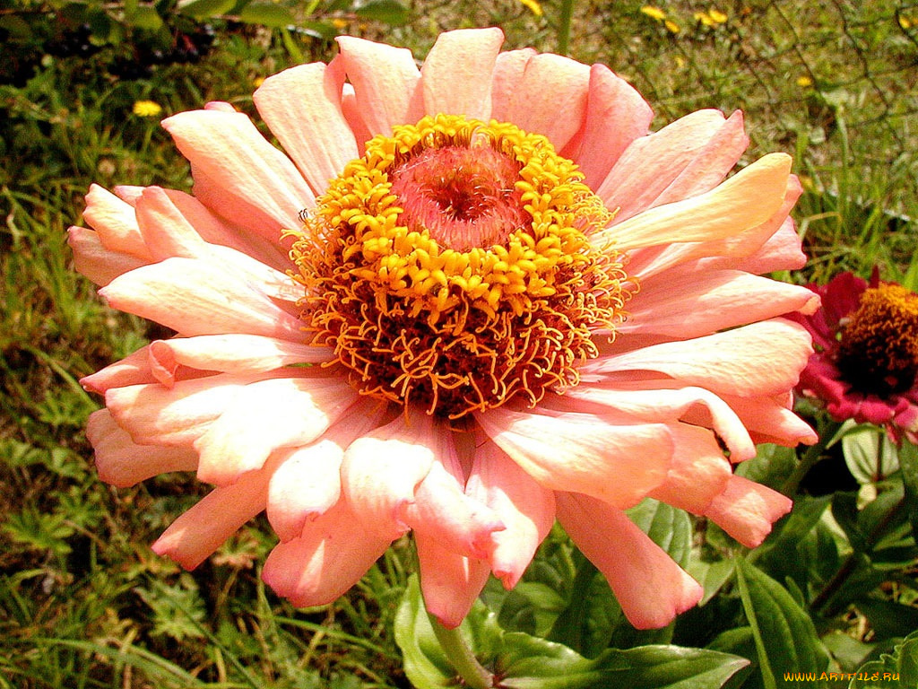 цветы, цинния