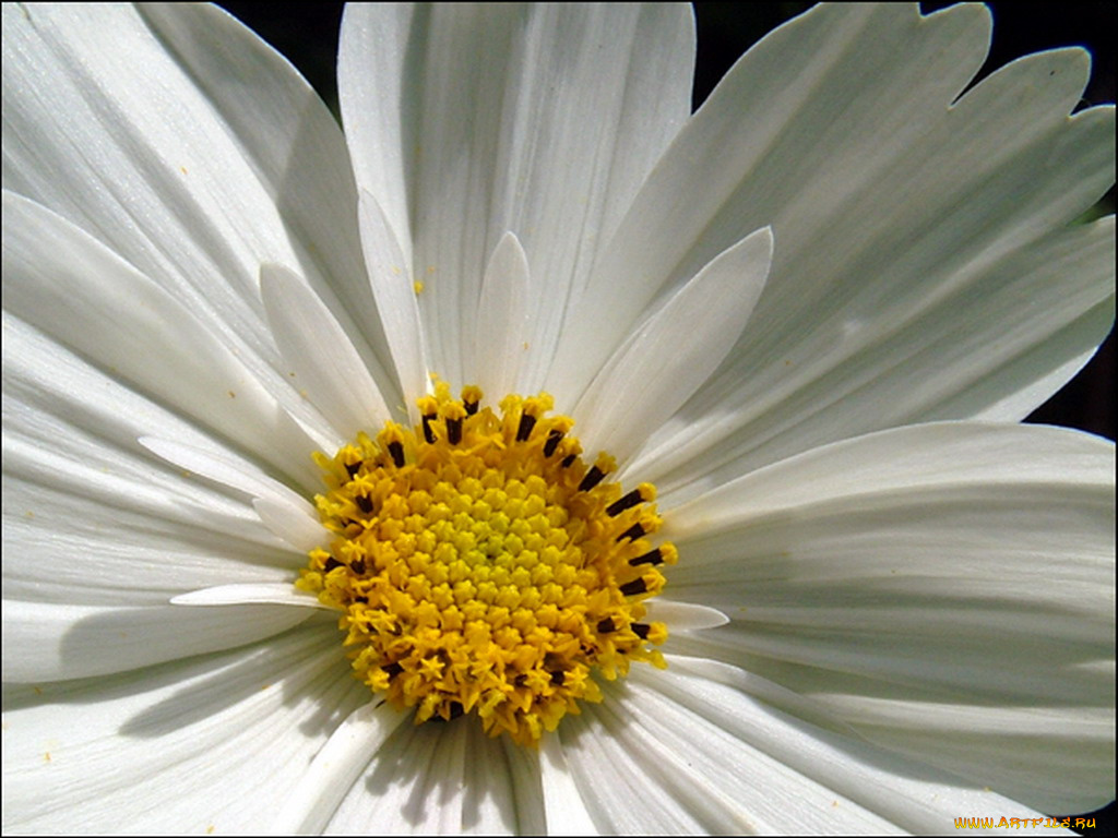 цветы, космея